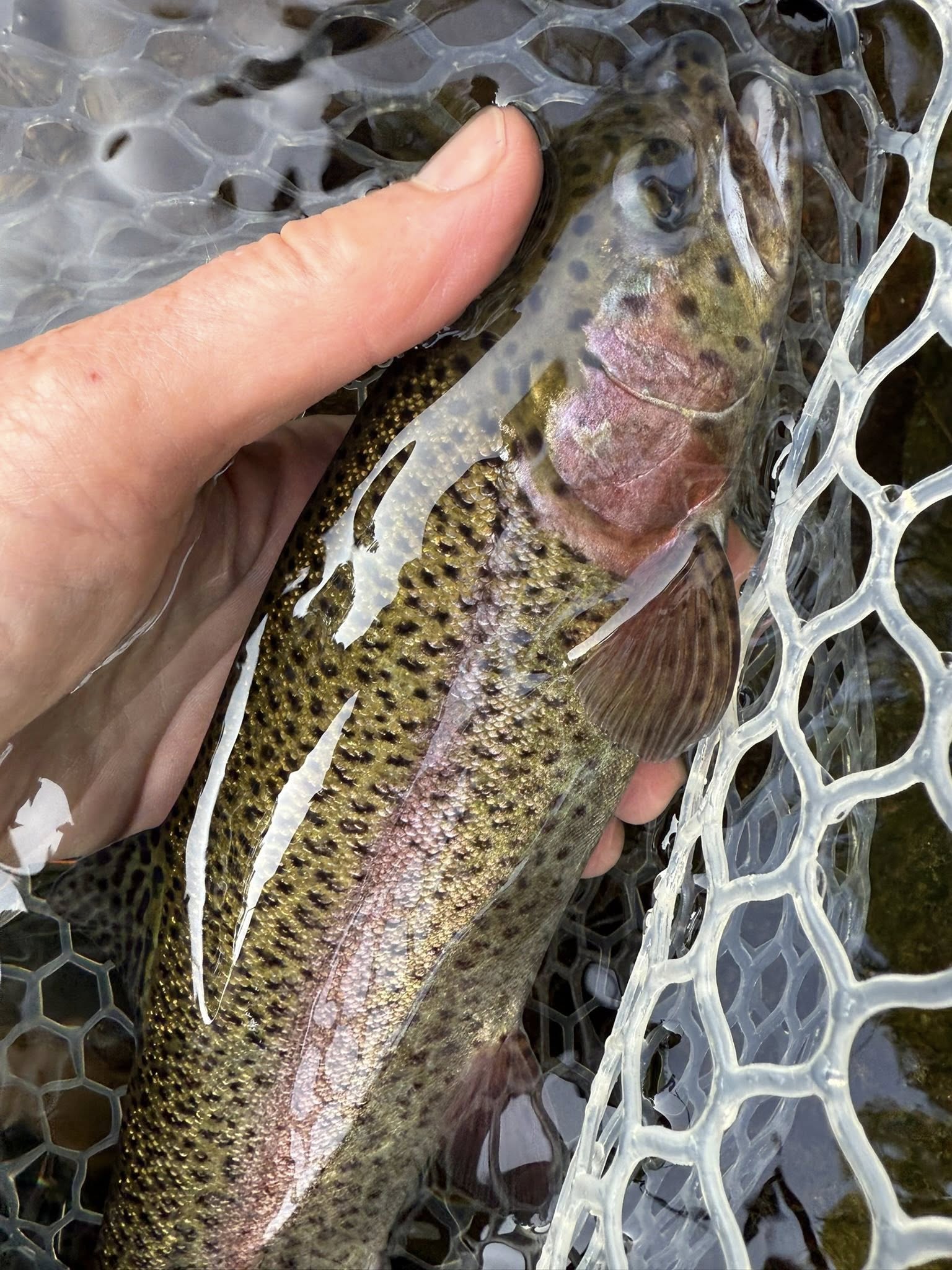 Fly Fishing Trip