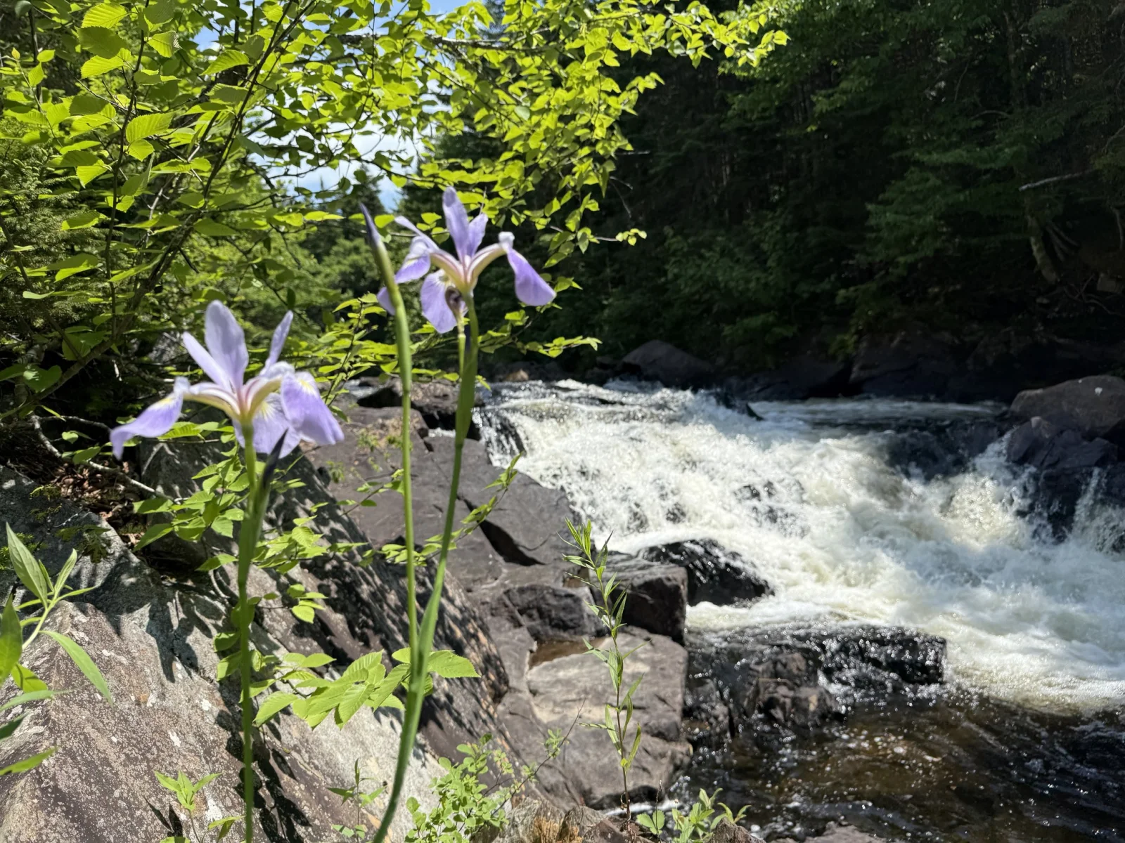 Fly Fishing Trip