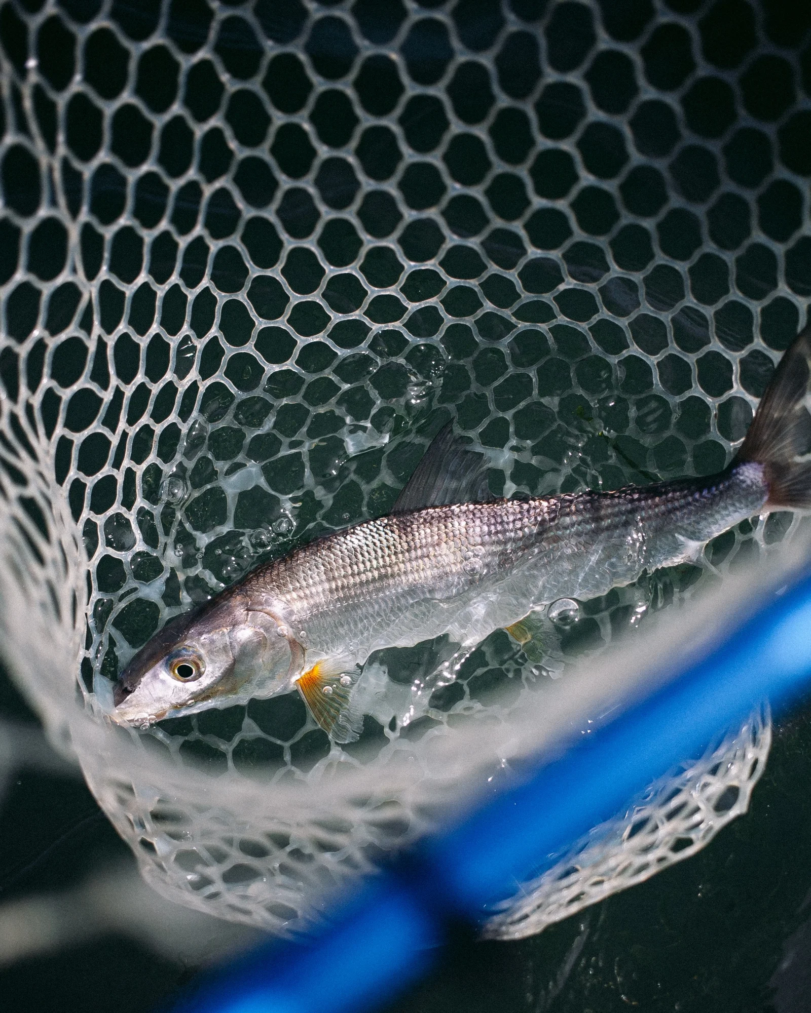 San Diego Bay Fly Fishing