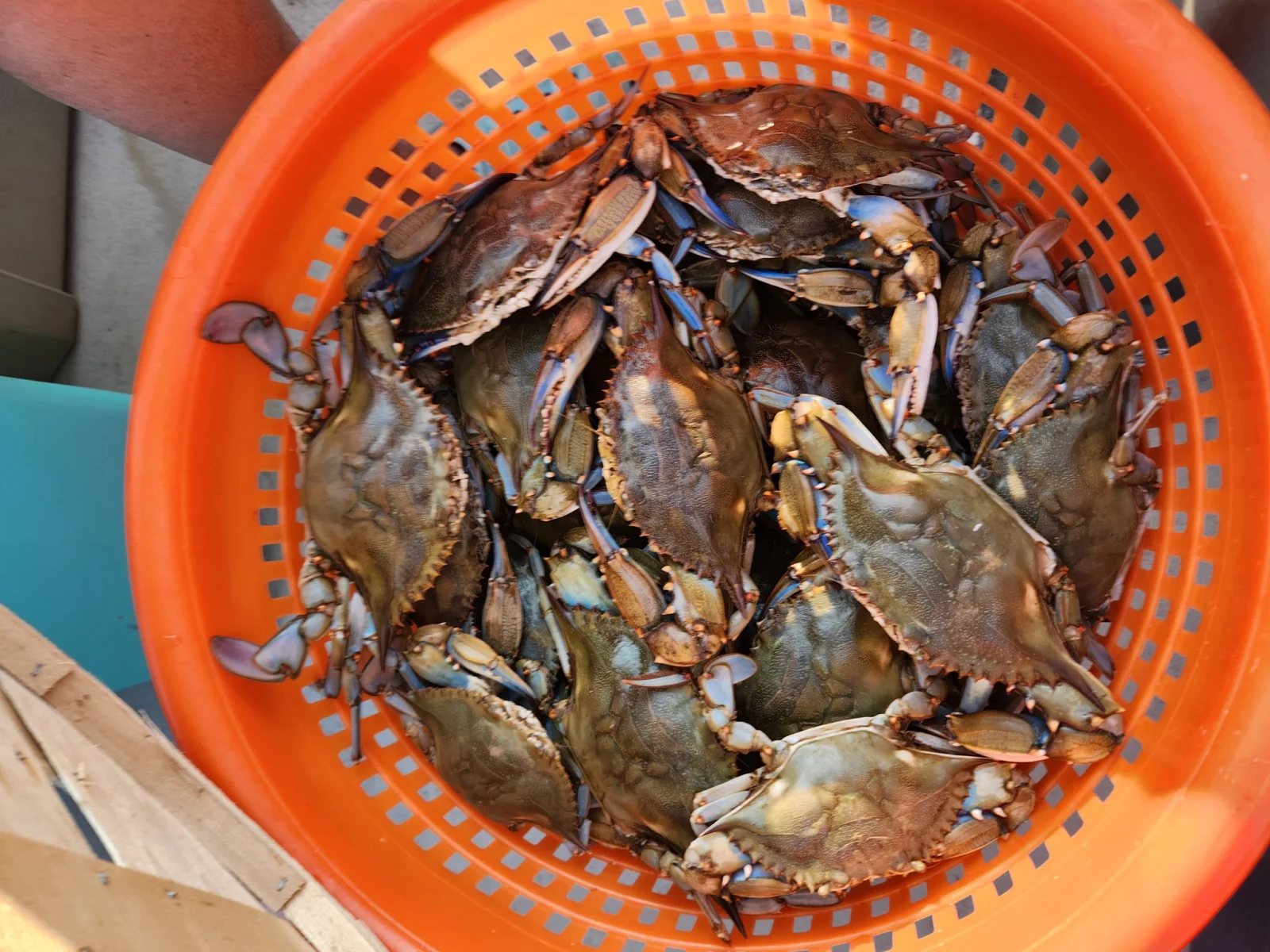 Crabbing Trip