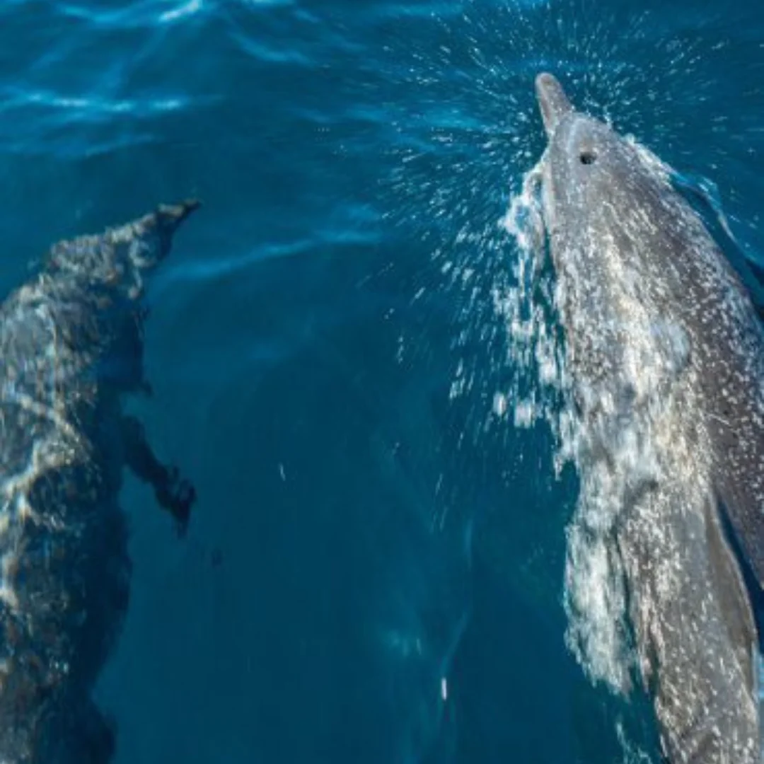 Chino Salsa - Sport Fishing Trip