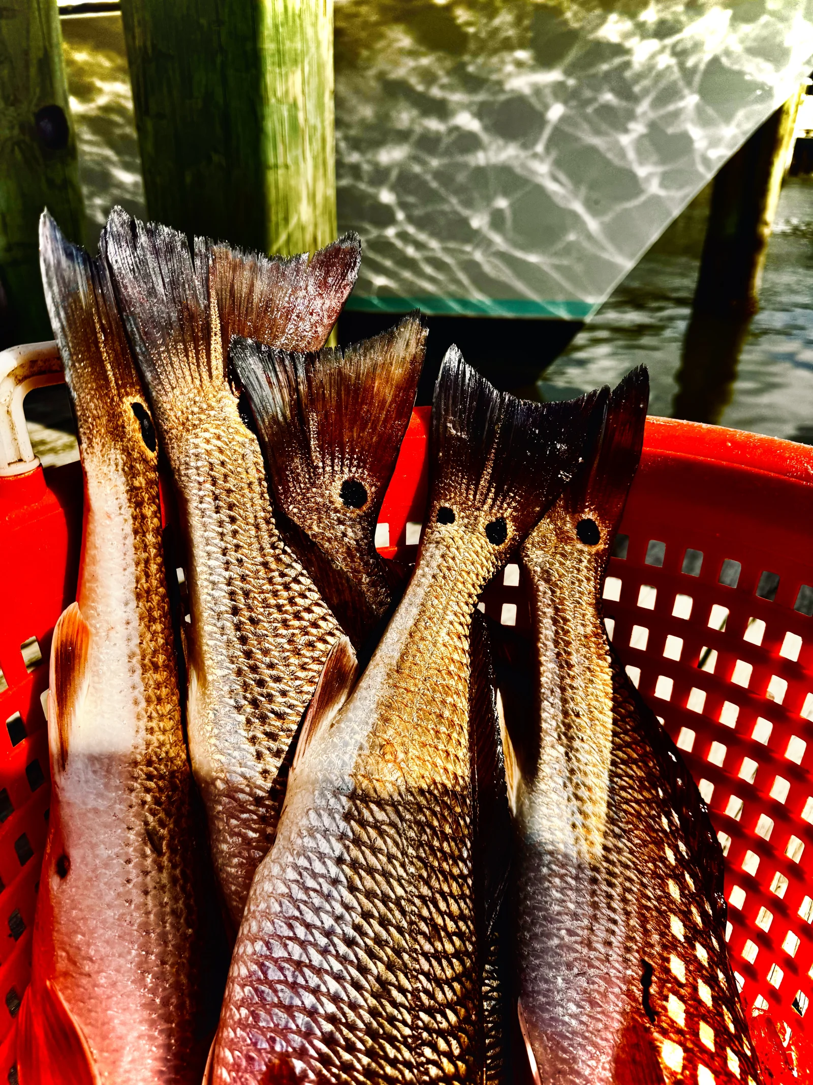 8 Hour Bay Trip