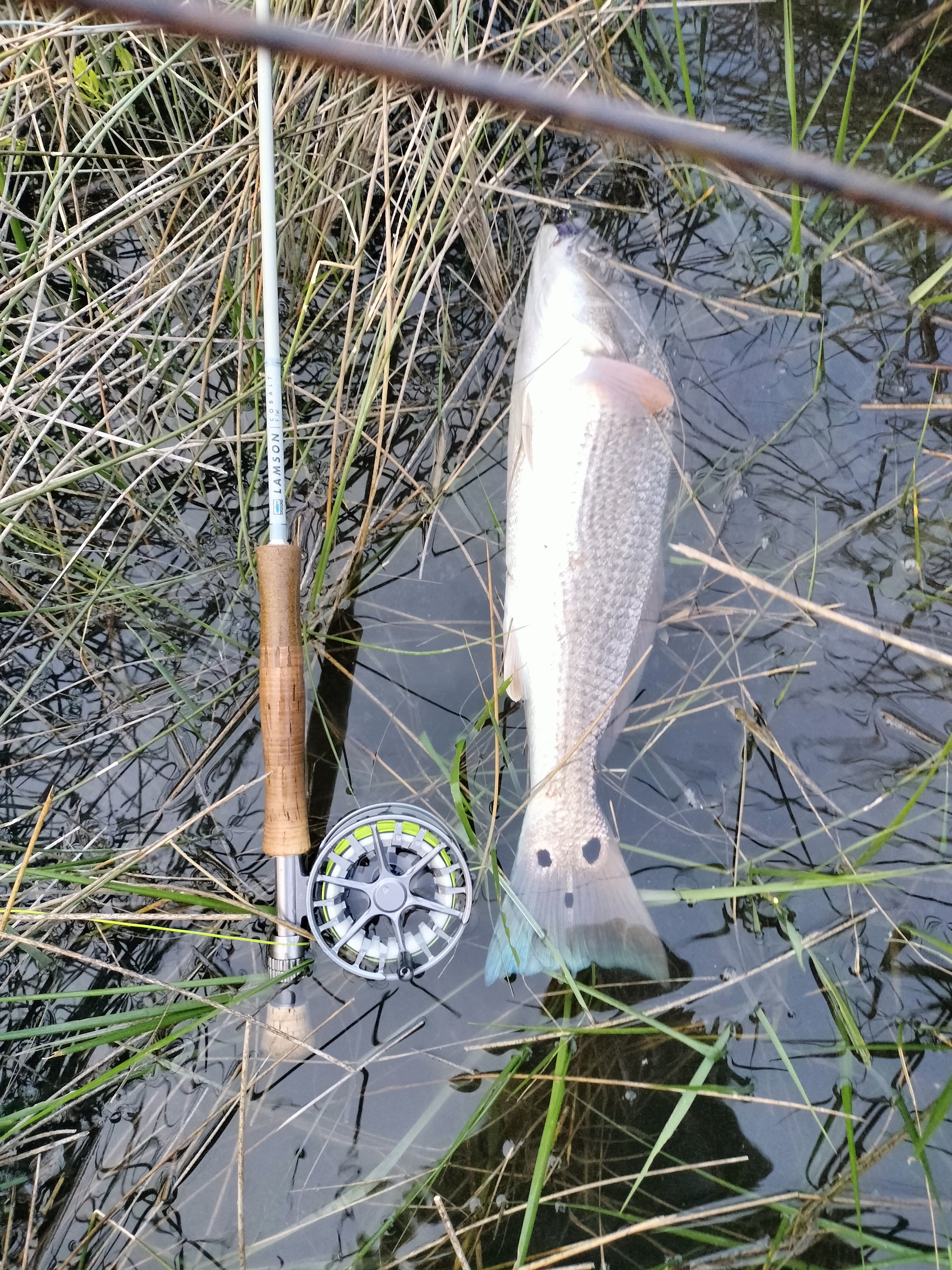 Flood Tide Sight Fishing 