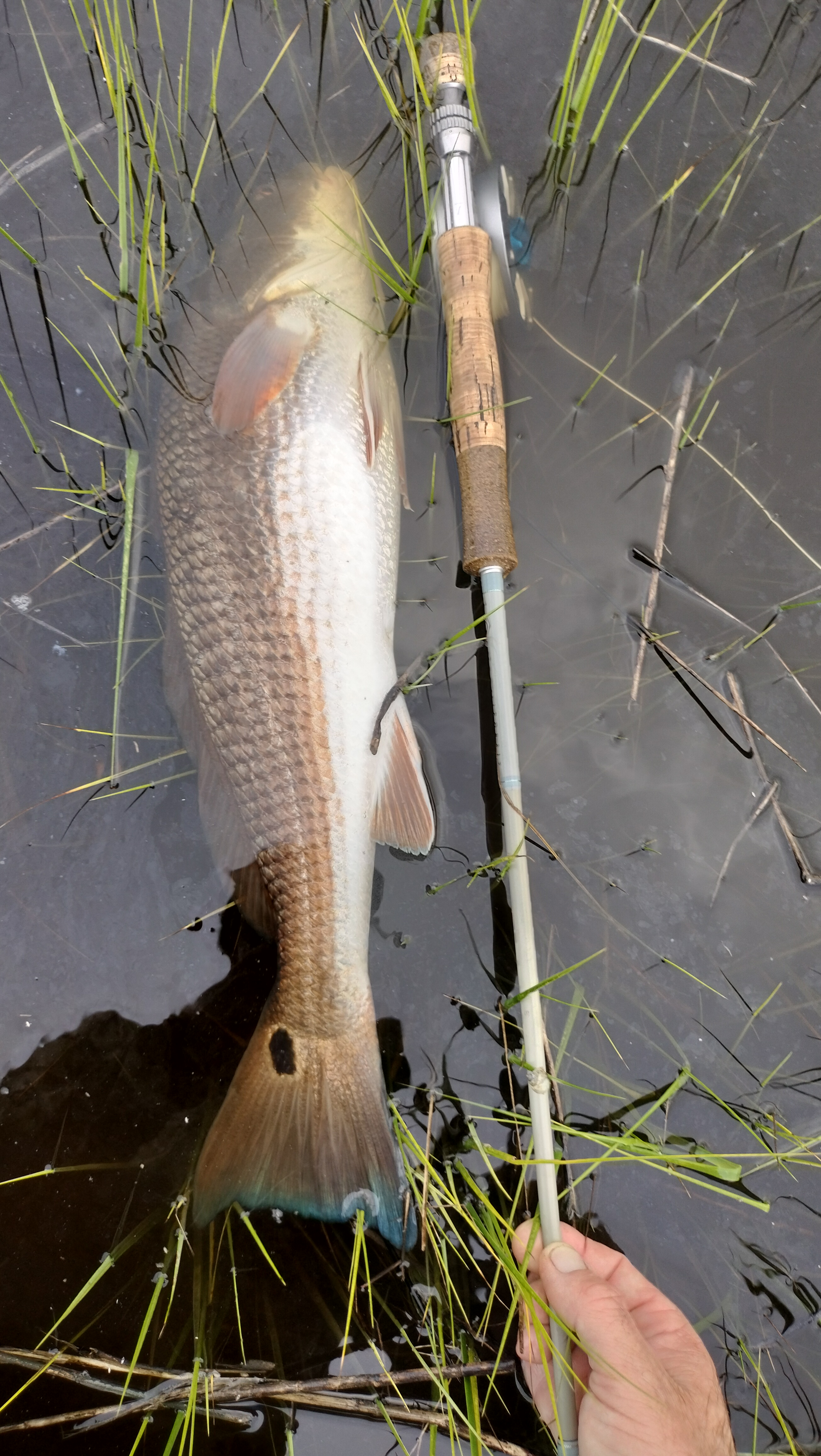 Flood Tide Sight Fishing 