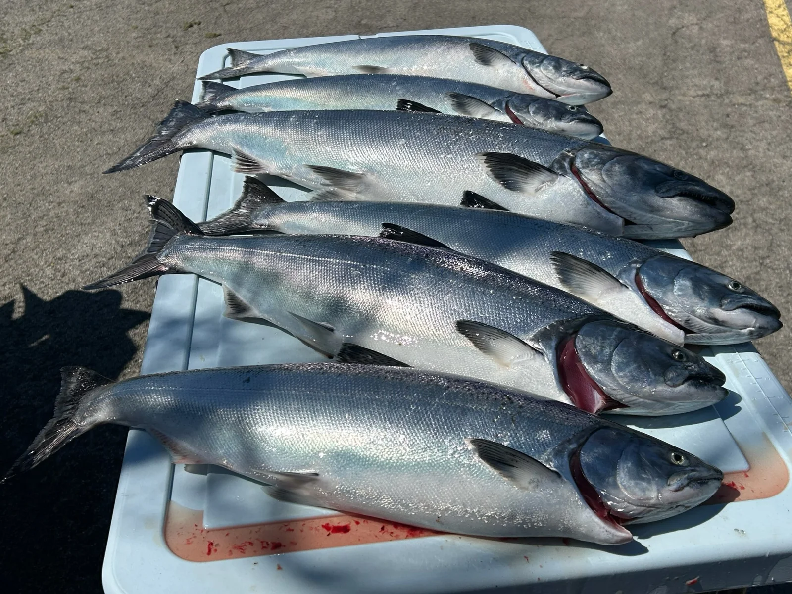 Lake Erie Fishing Trip (Copy)