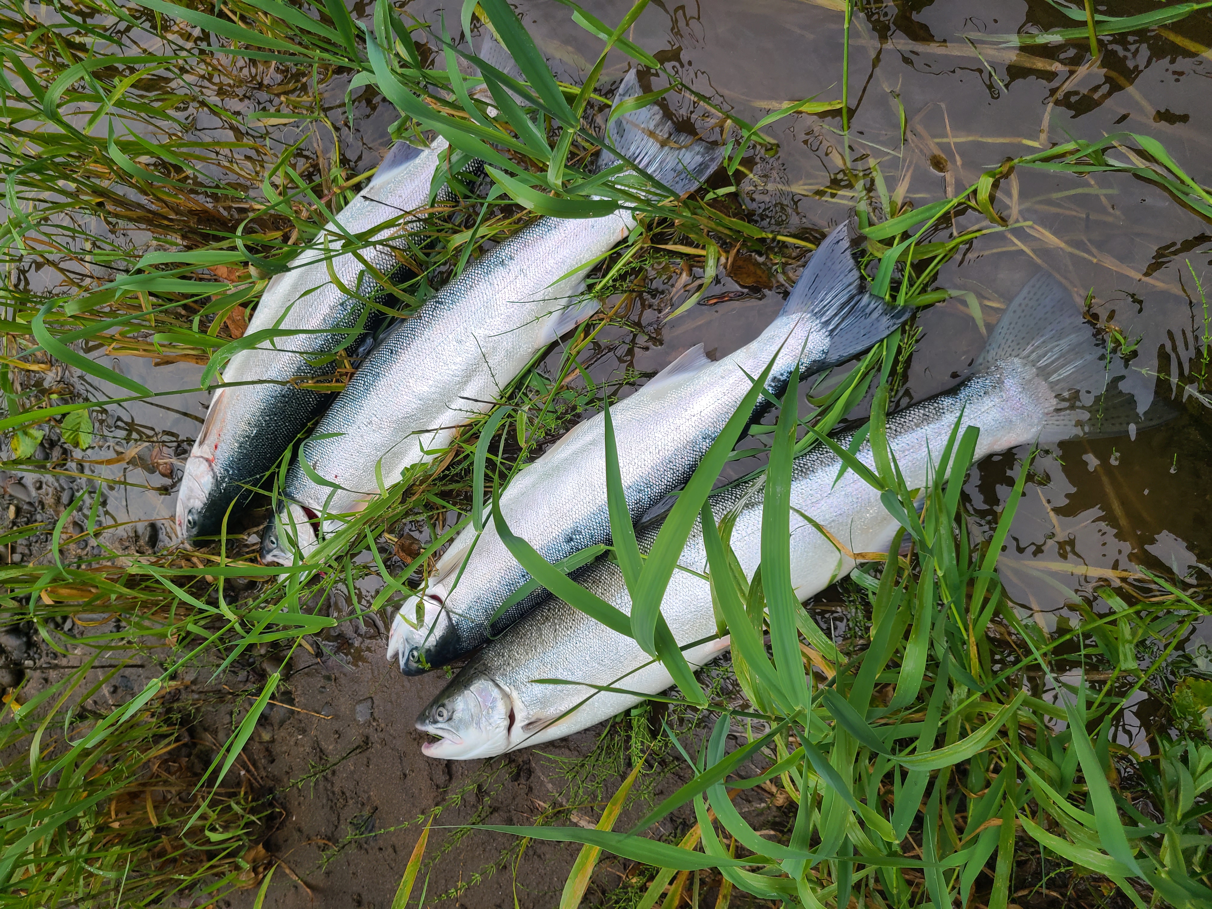 Wynoochee River Summer Steelhead