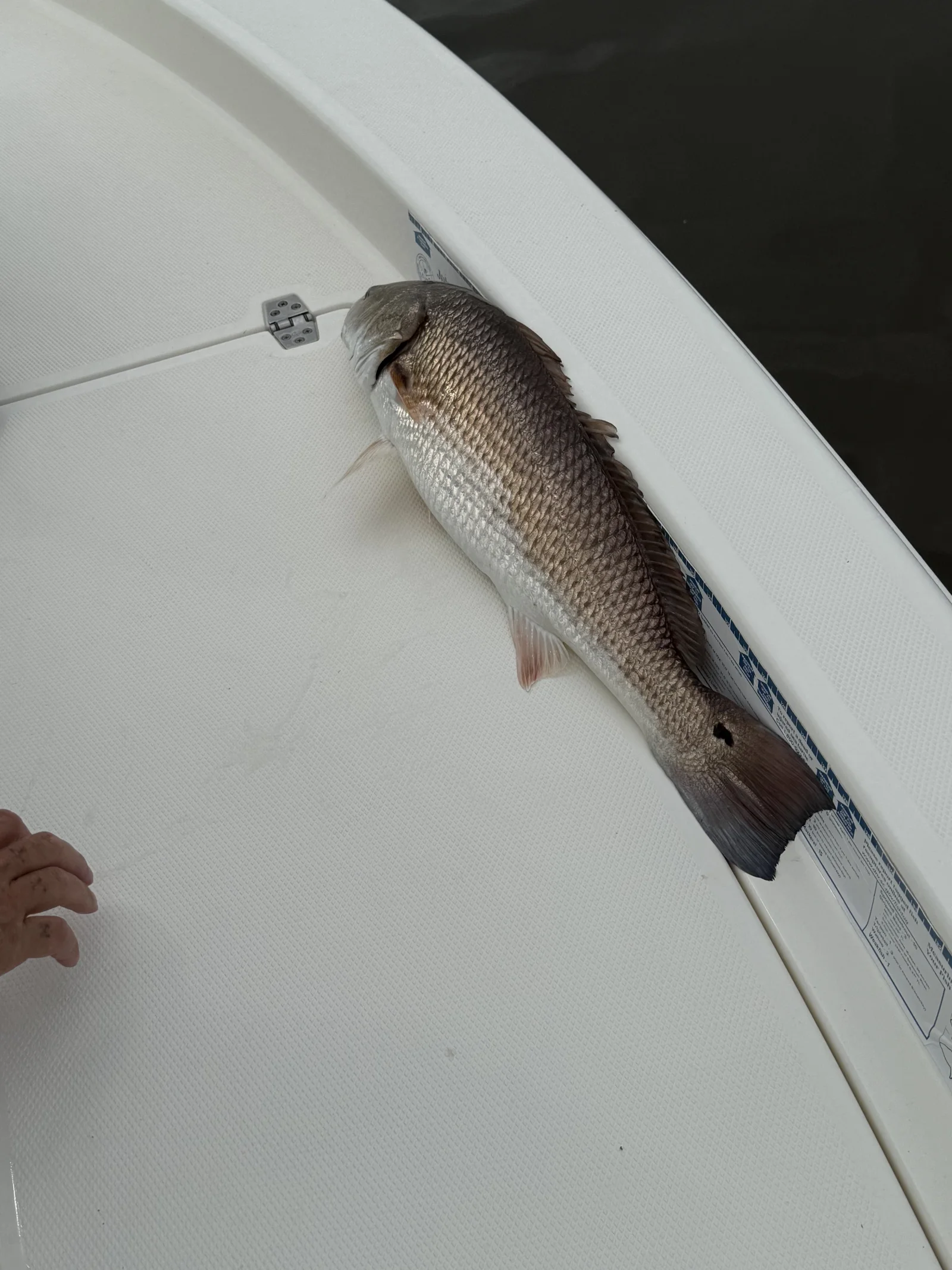 4hr Inshore Fishing