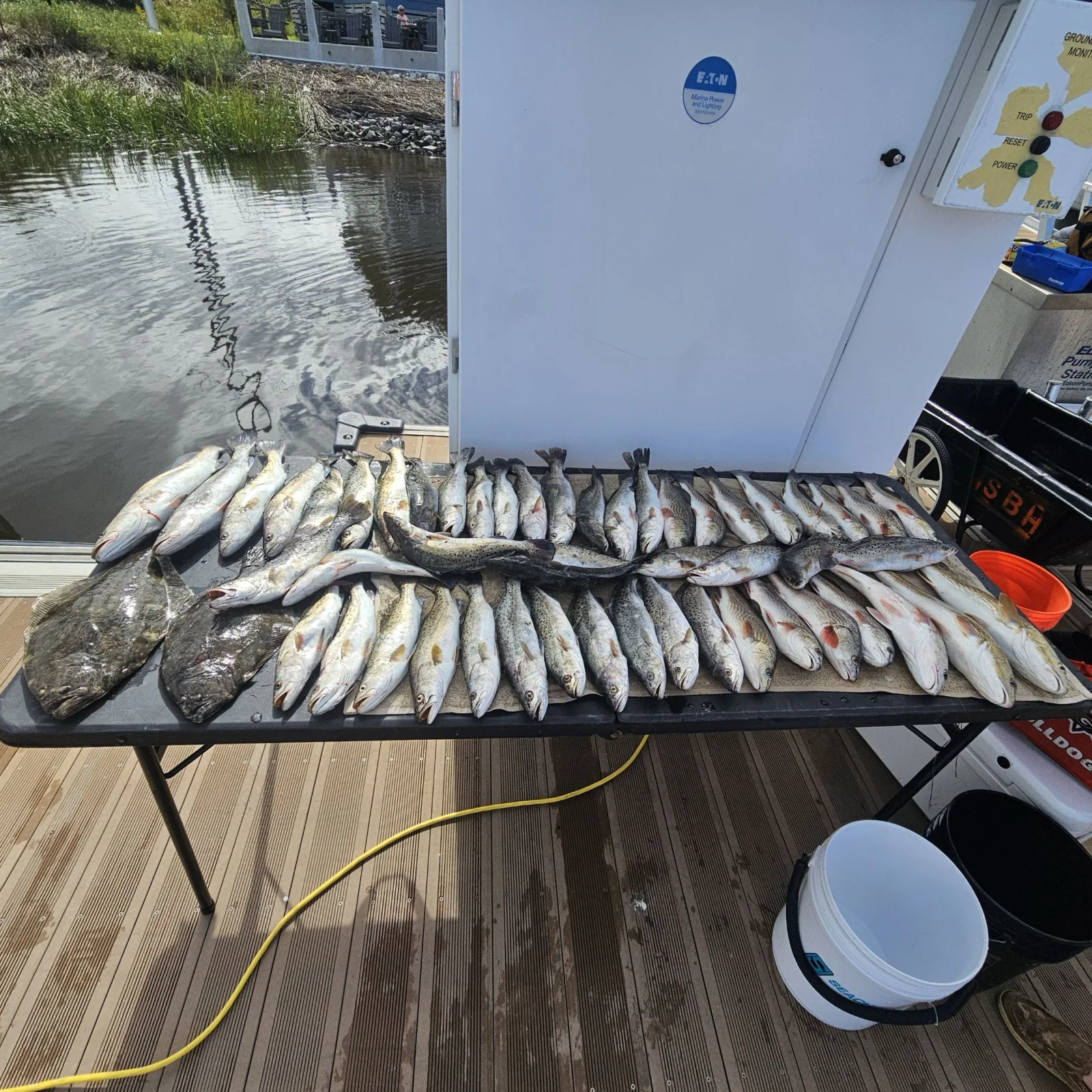 Live Bait Fishing Savannah Ga 