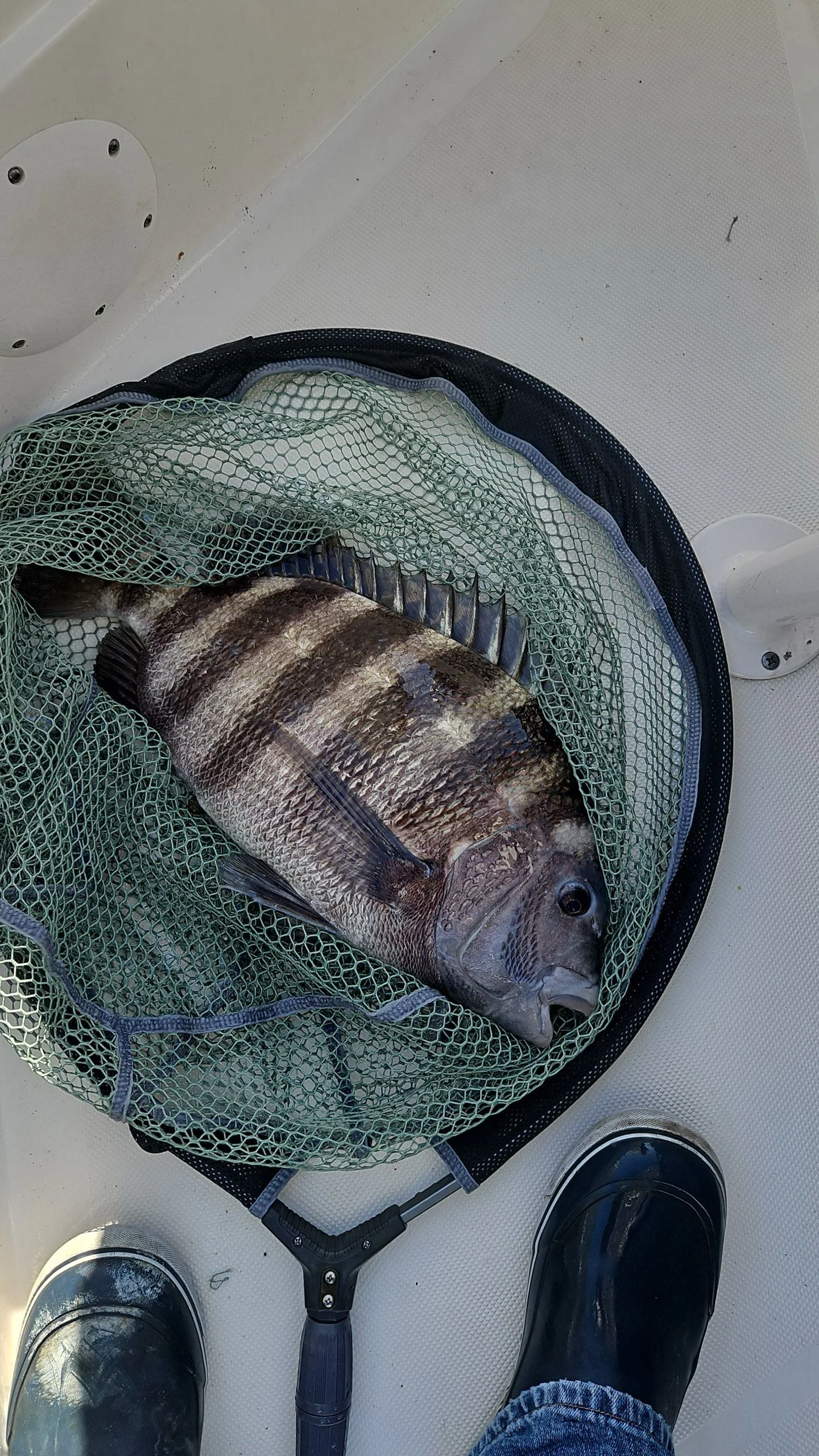 Live Bait Fishing Savannah Ga 