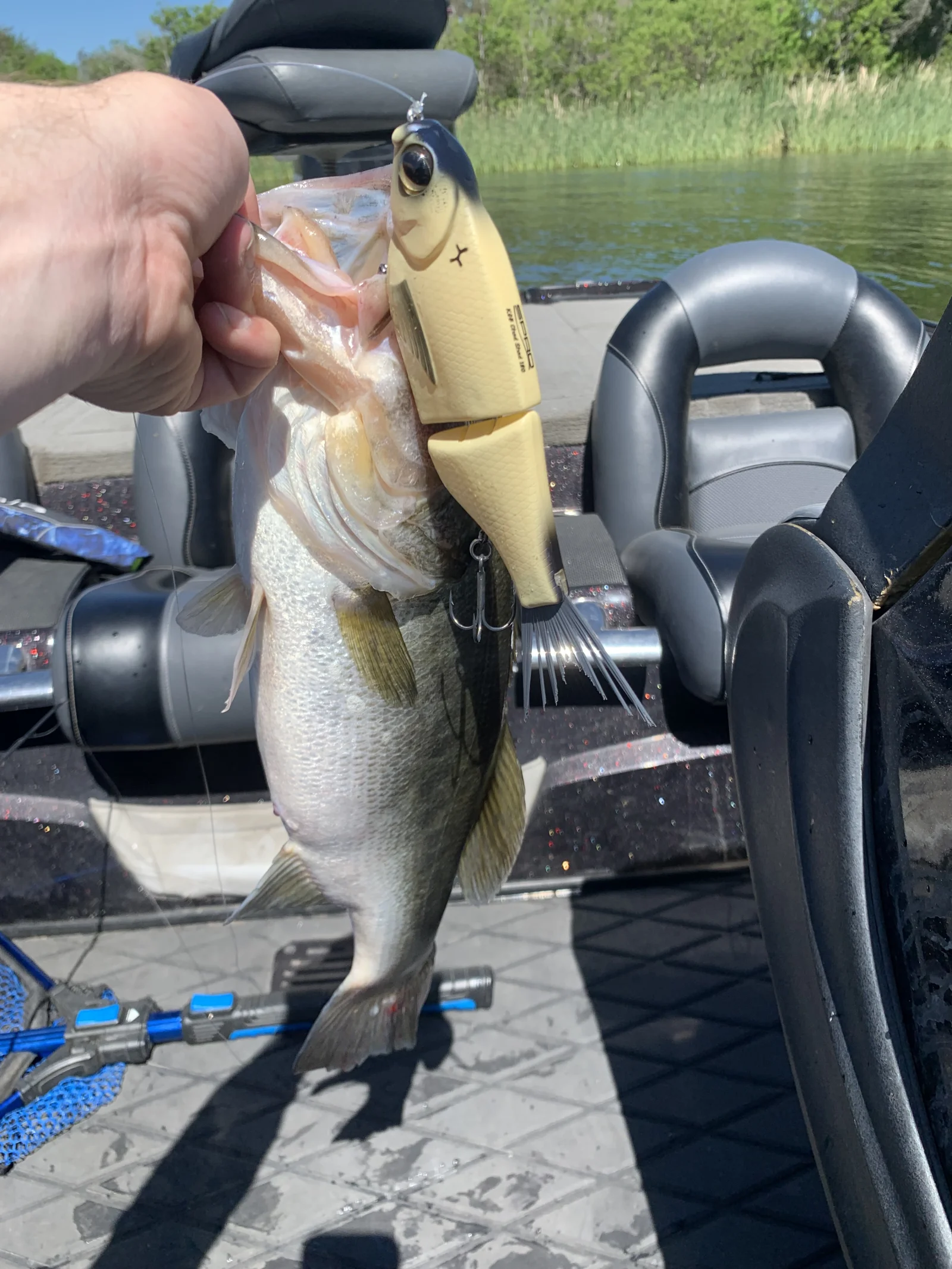 Lake Bastrop Bass Fishing