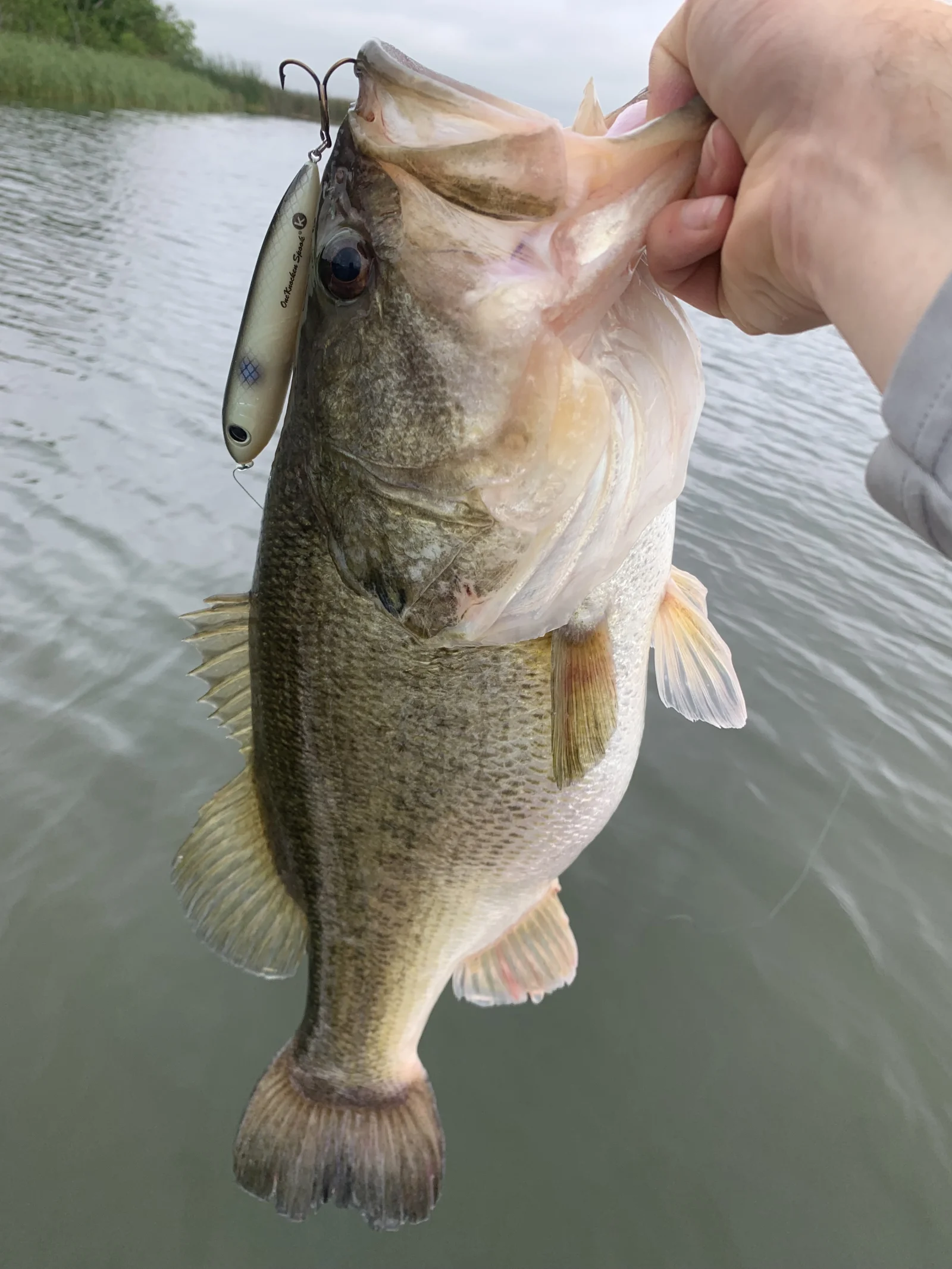 Lake Bastrop Bass Fishing