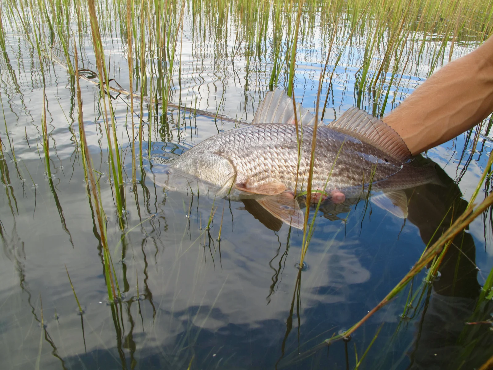 Redfish Flats Fishing Fly/Spin
