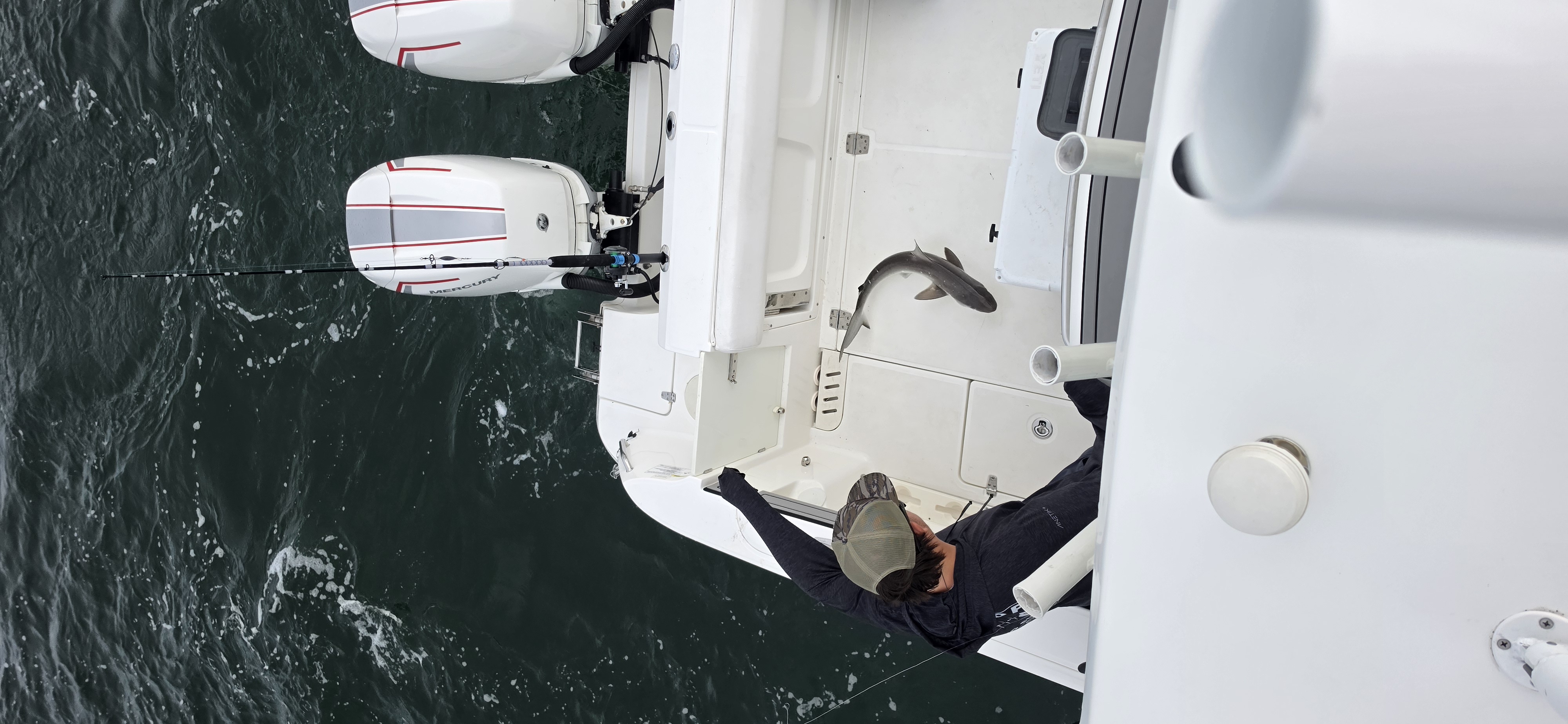 Cobia Sight Fishing 