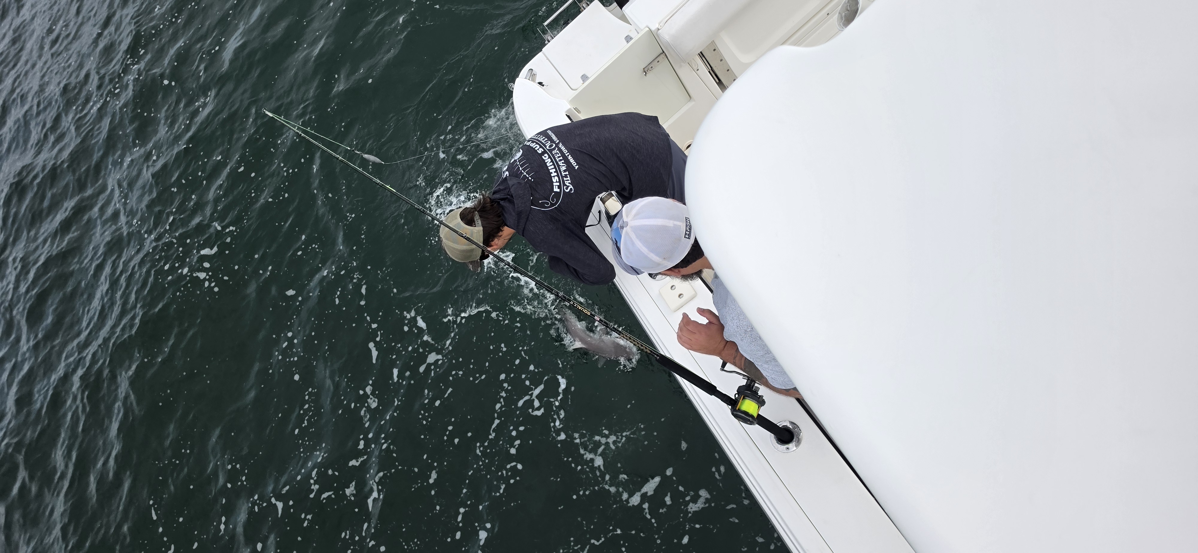 Cobia Sight Fishing 
