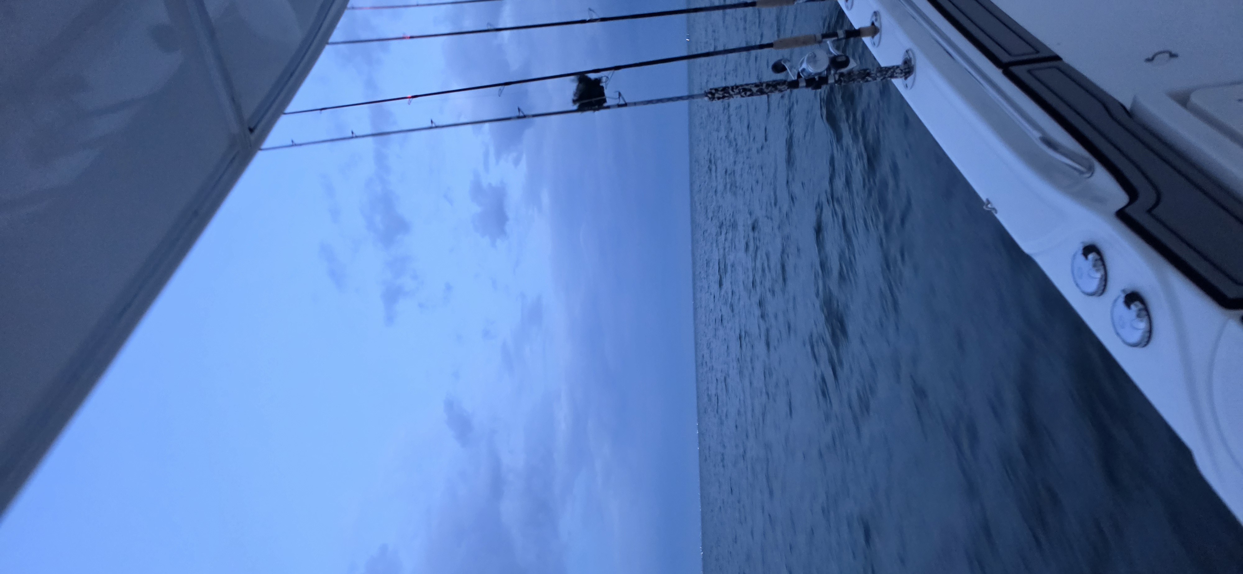 Cobia Sight Fishing 