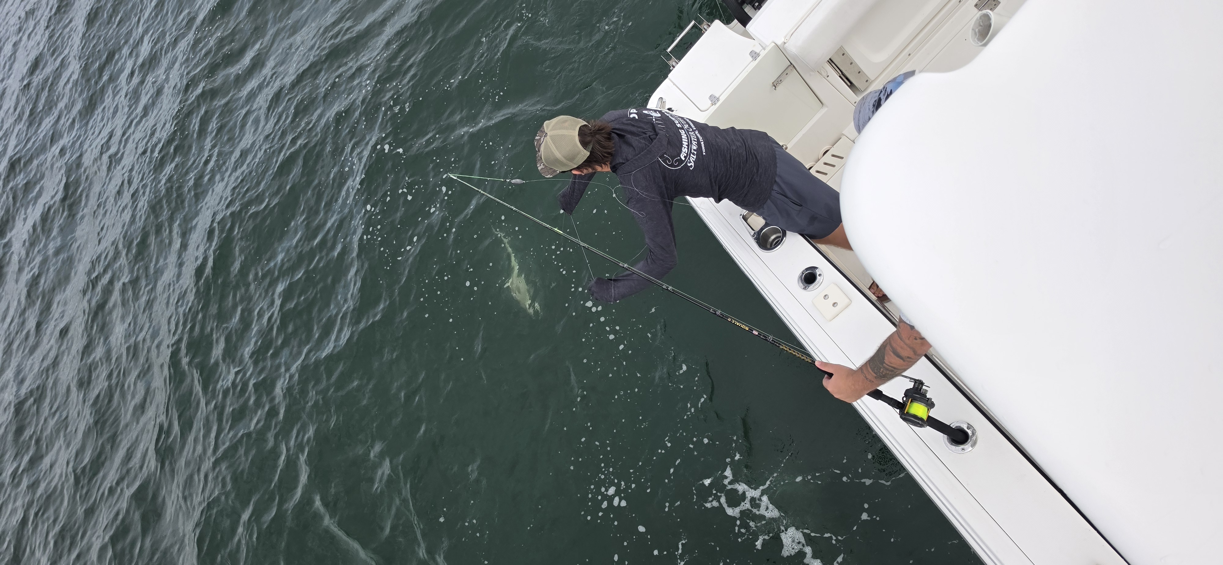 Cobia Sight Fishing 