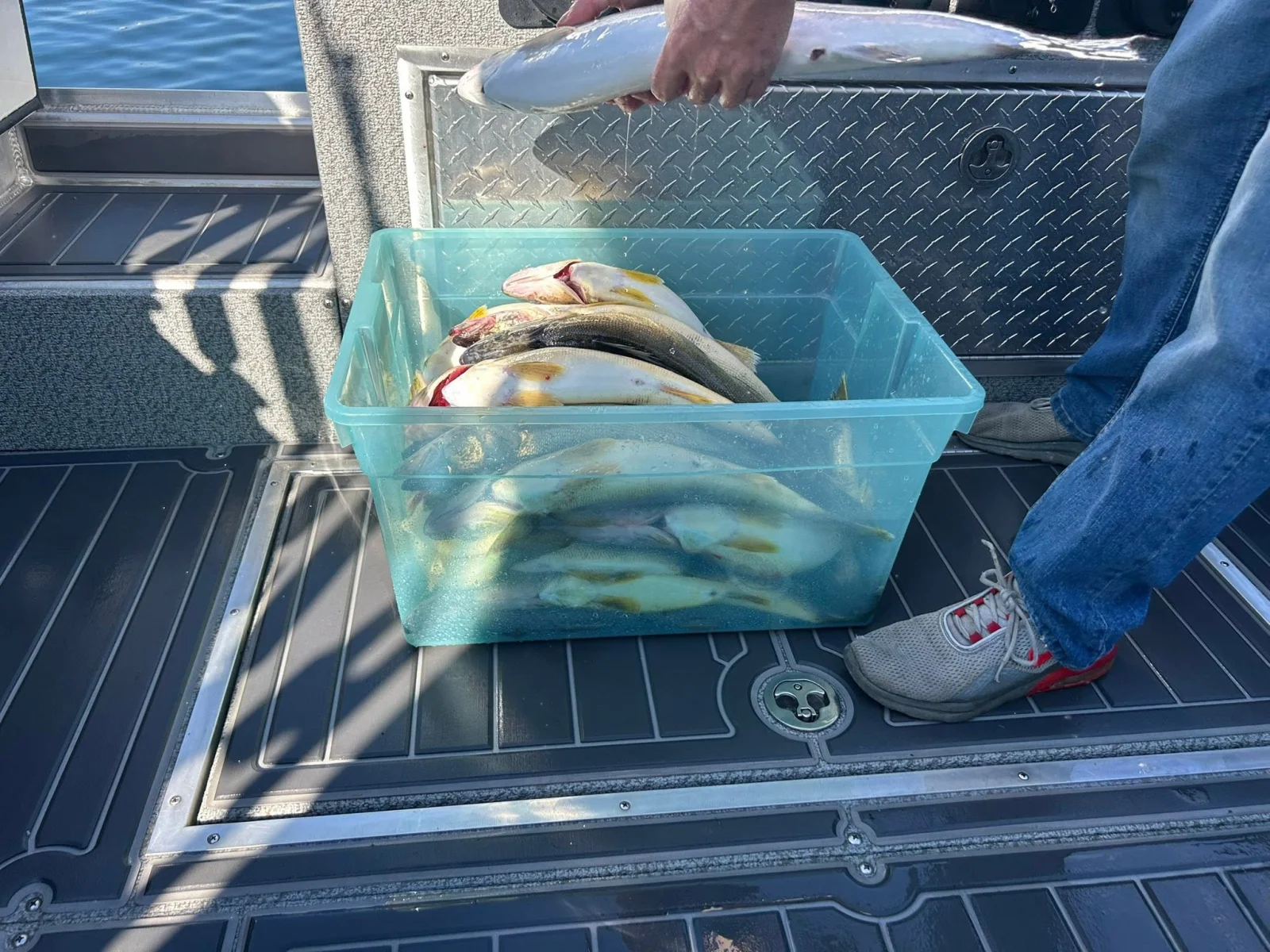 Walleye And Steelhead Fishing