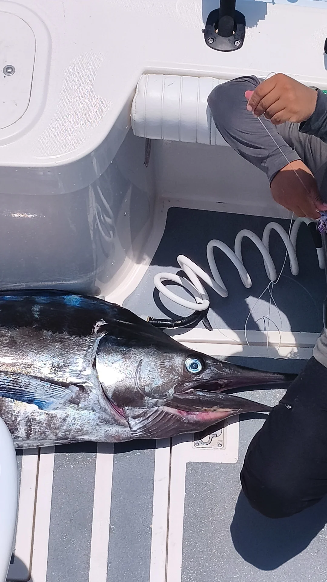 Offshore Tuna Time