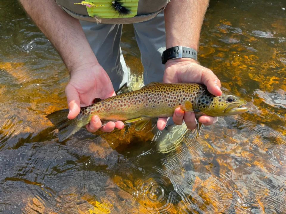 Saranac River Fly Fishing Trip