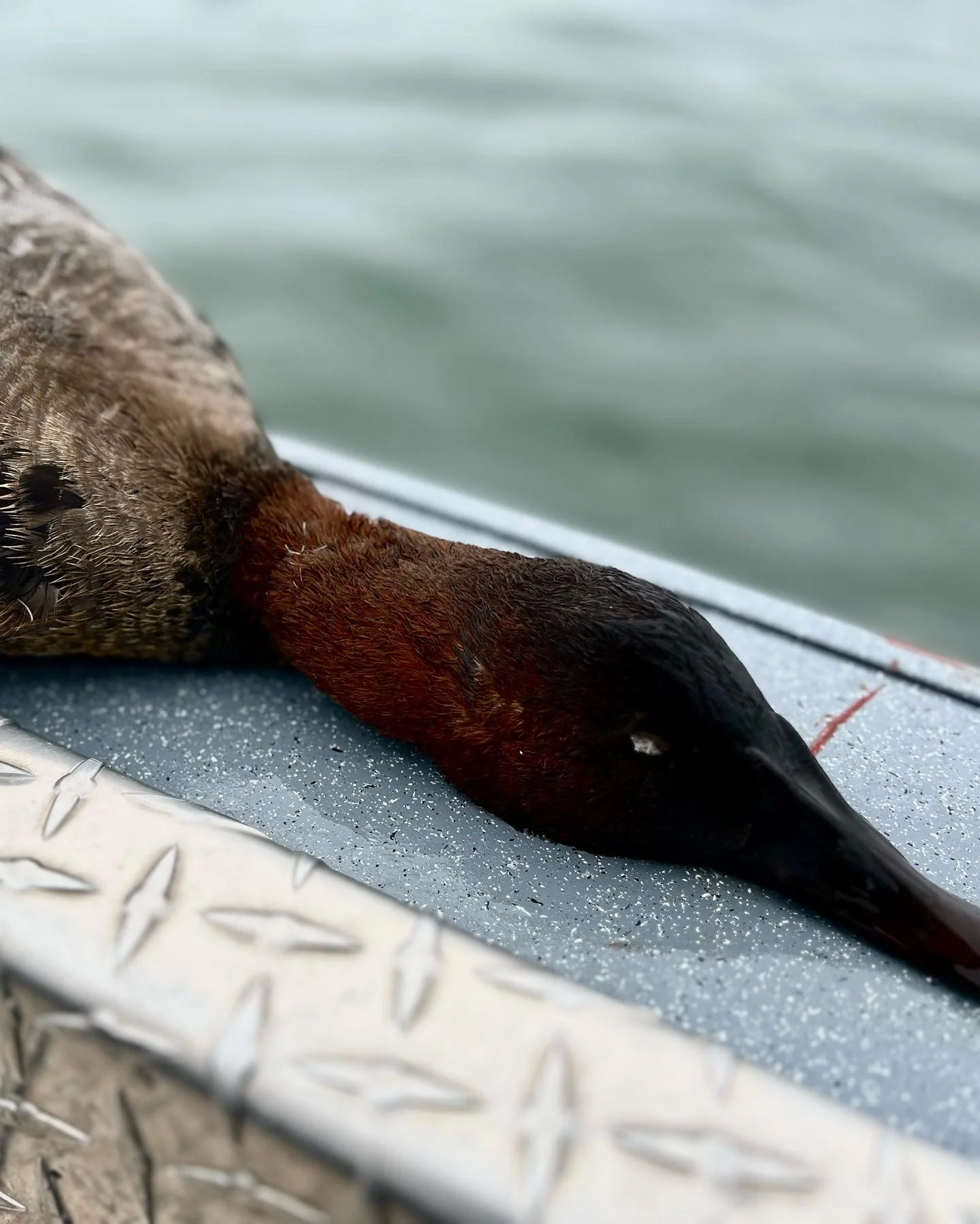 Layout Boat Duck Hunt