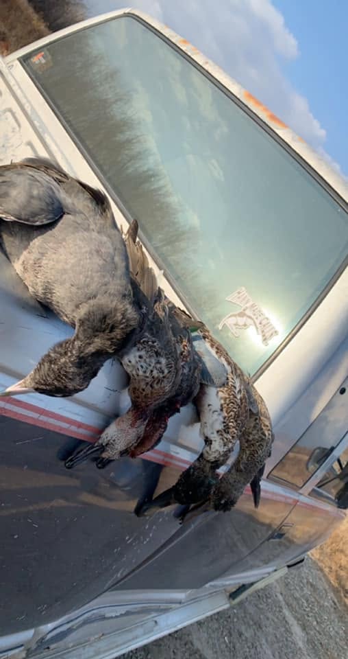 Duck Hunts In Clinton
