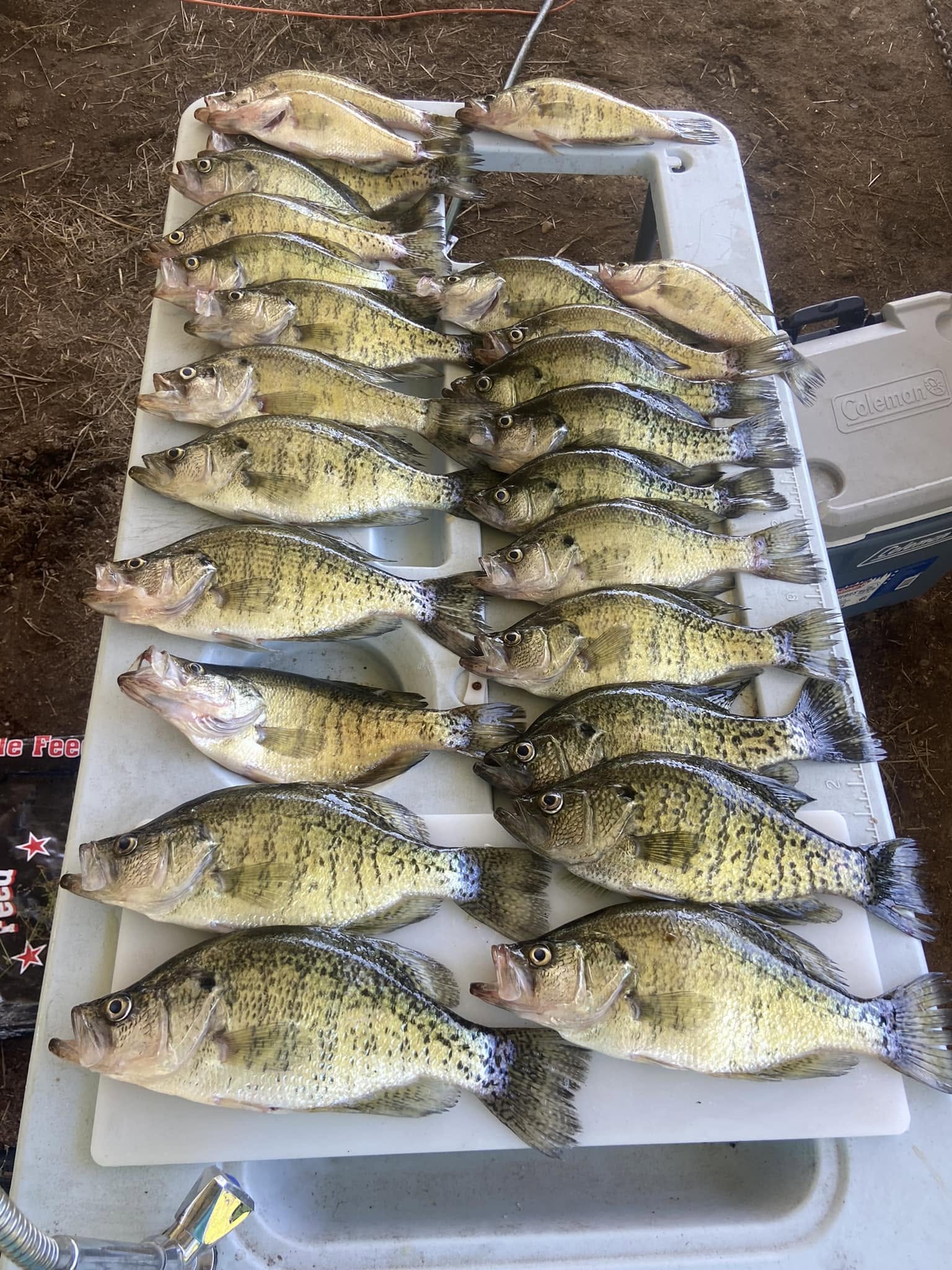 Crappie Fishing