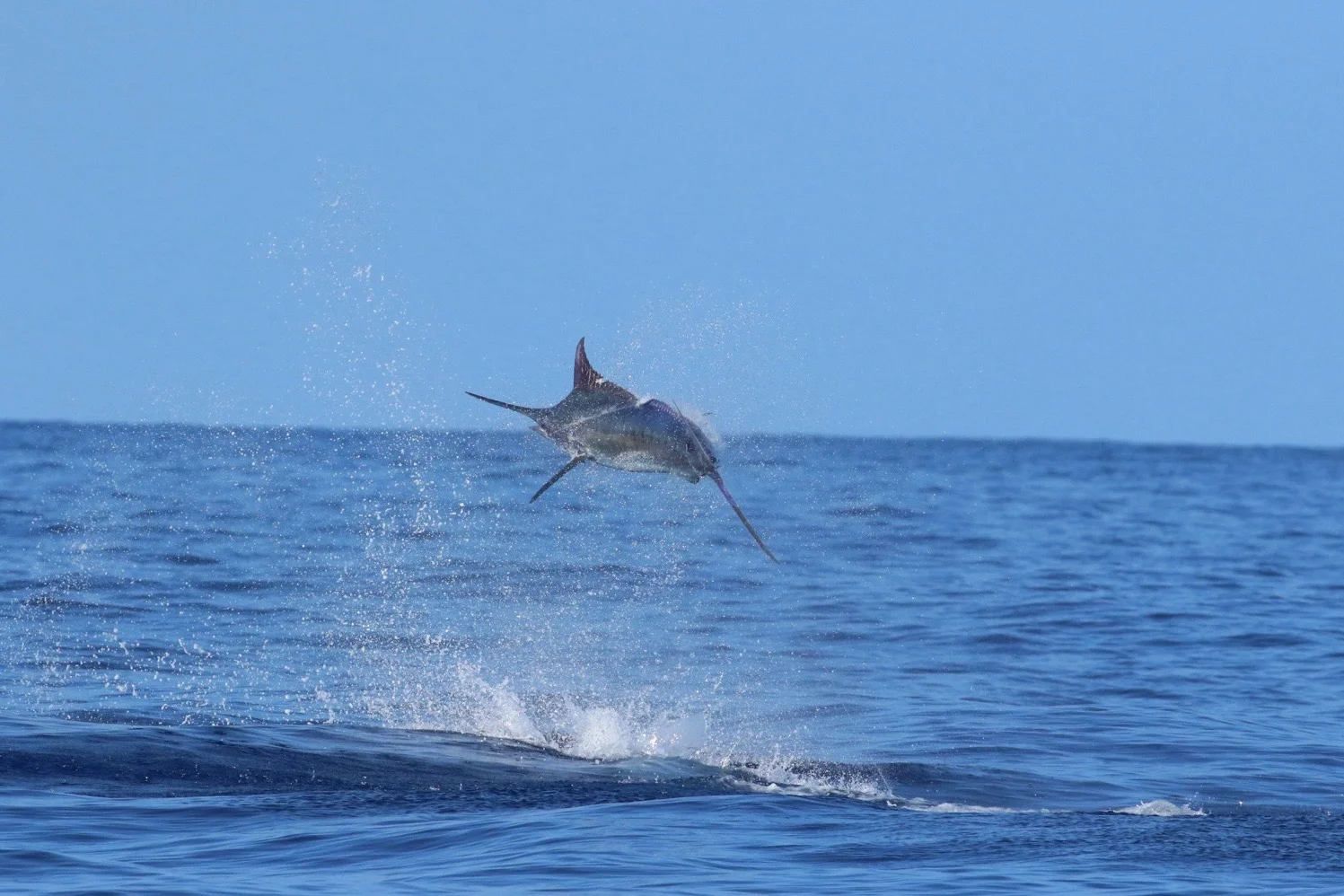 Day or Night Swordfish Trip