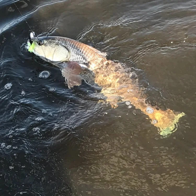 Big Trout Fishing PSJ 18' Skiff