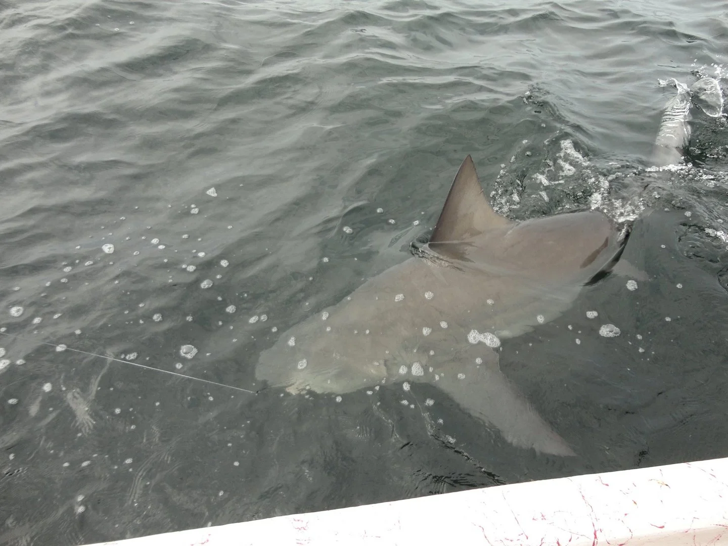 Inshore/Nearshore Action