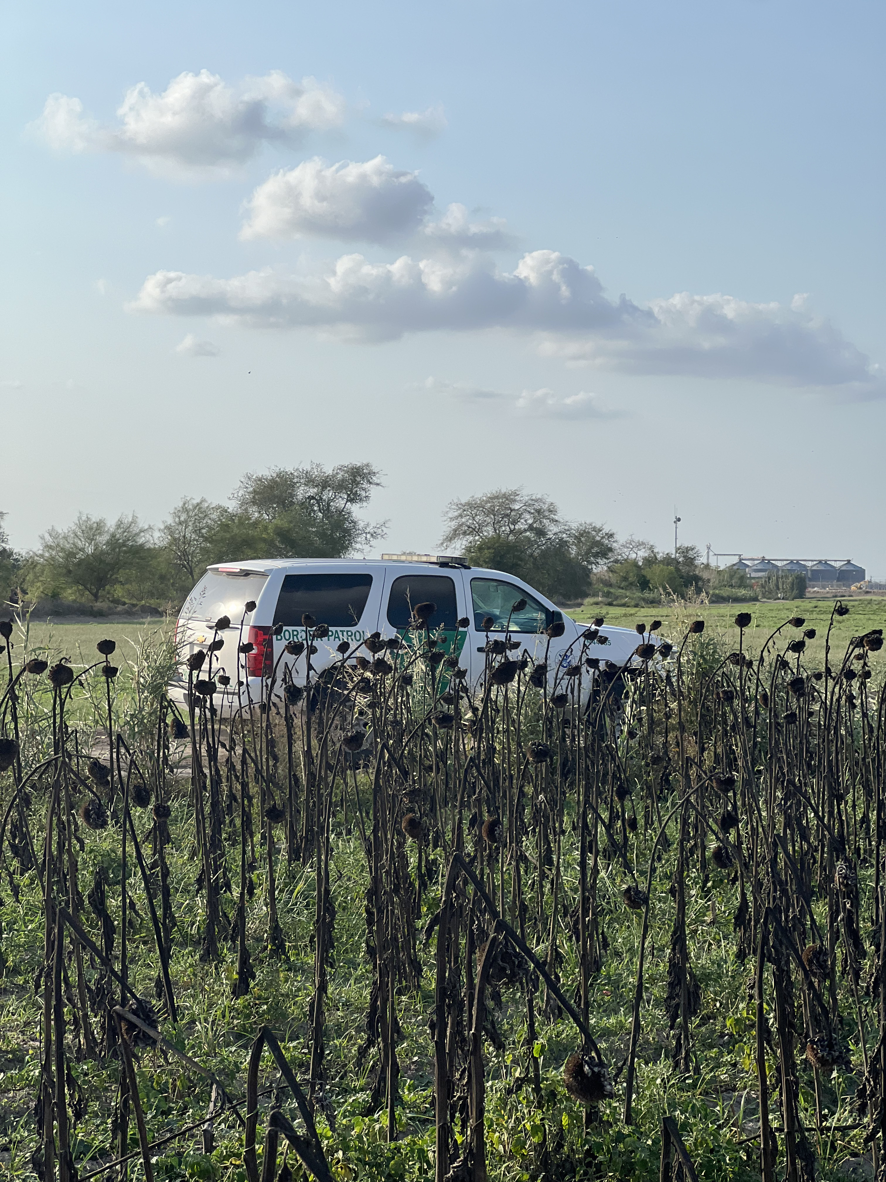 South Texas Doves and White Wings