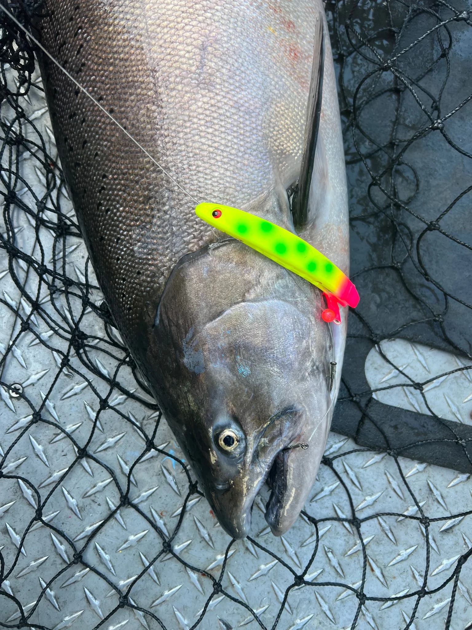 Tillamook Salmon and Steelhead