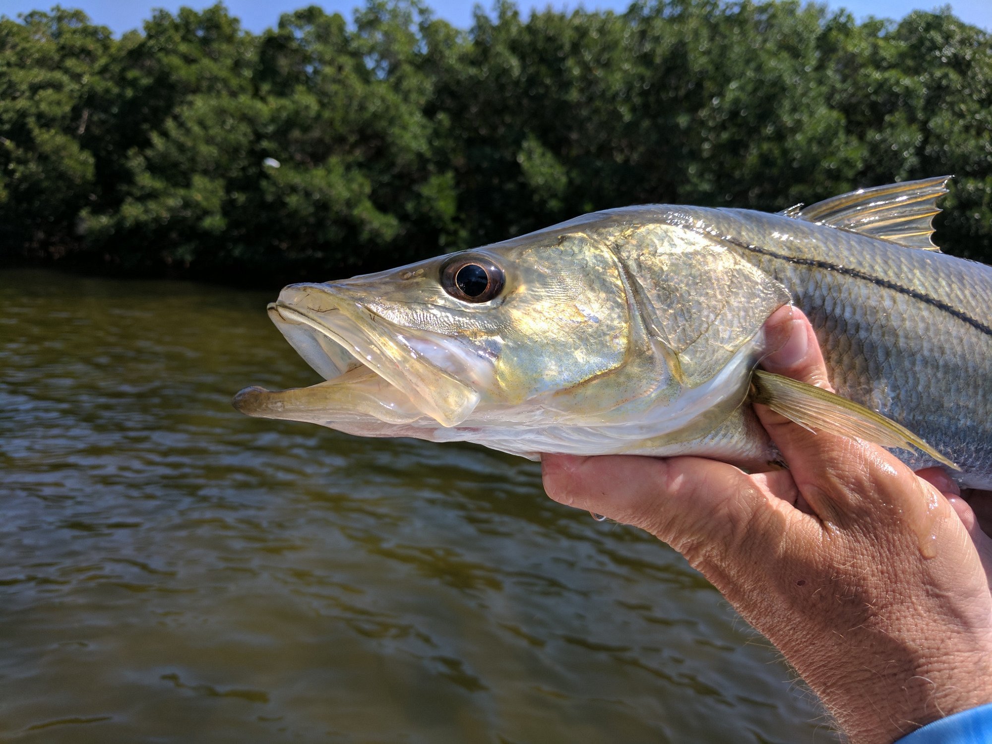 Tarpon Springs Special