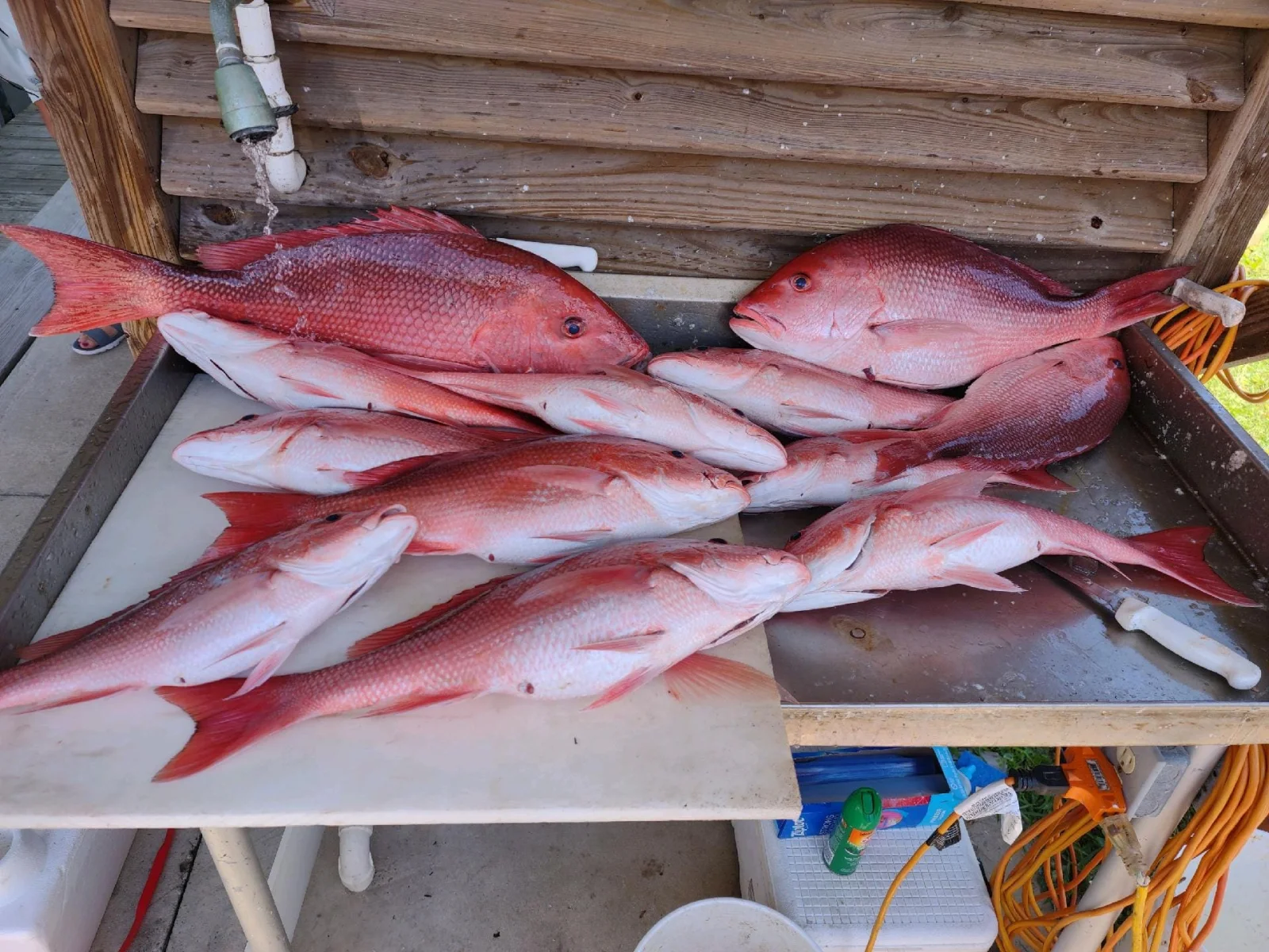 Federal Red Snapper Romp