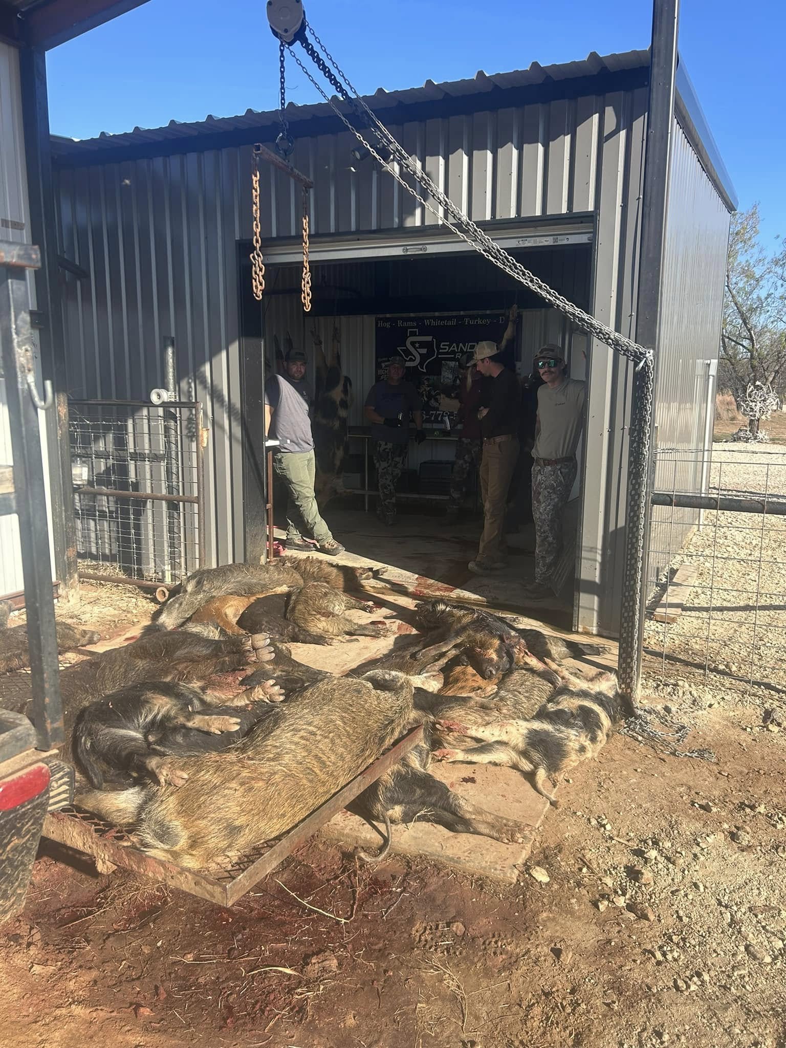 Hog Hunt