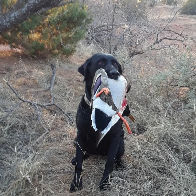 Texas Duck Smack