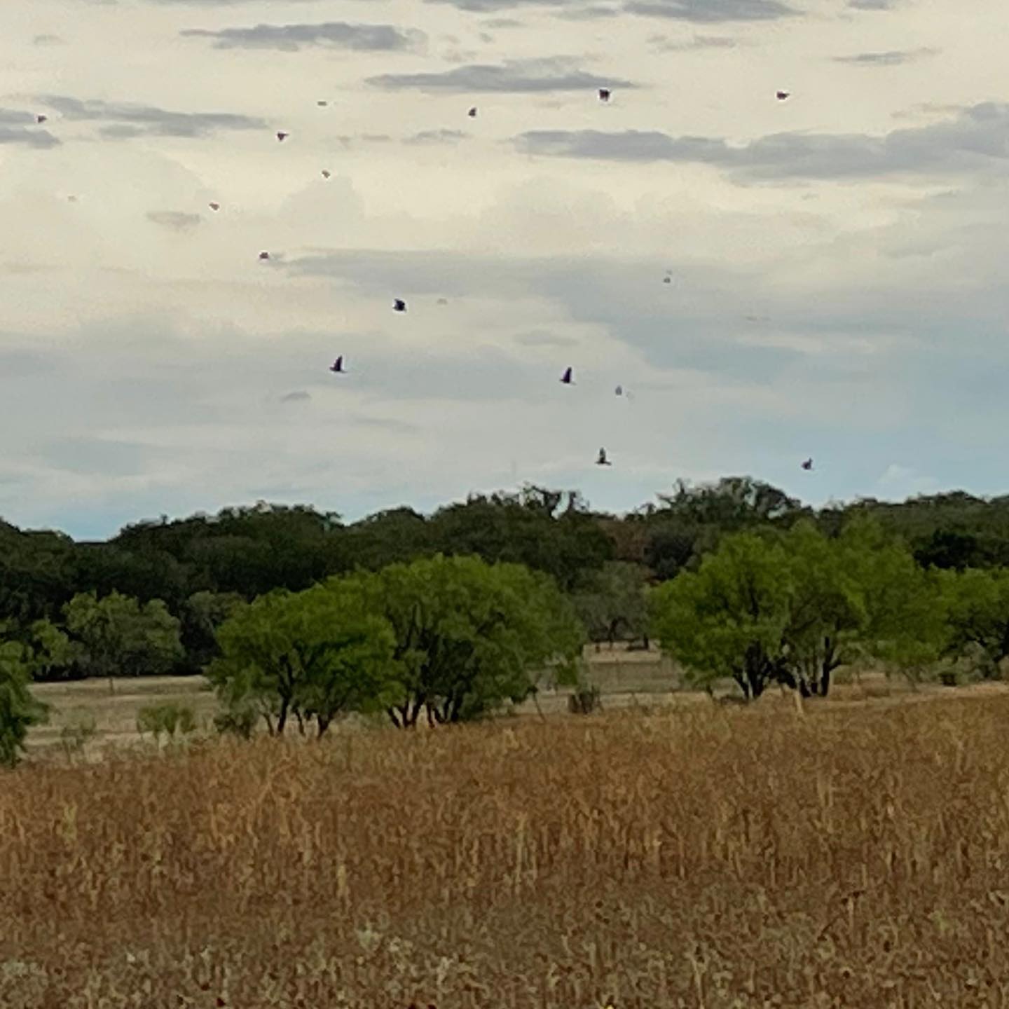 Texas Dove Hunt Fun!