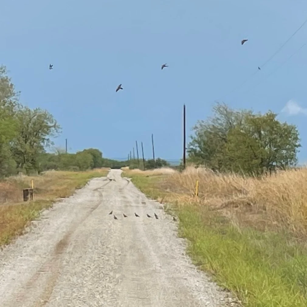 Texas Dove Hunt Fun!