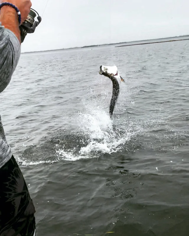 Silver King Tarpon Fishing