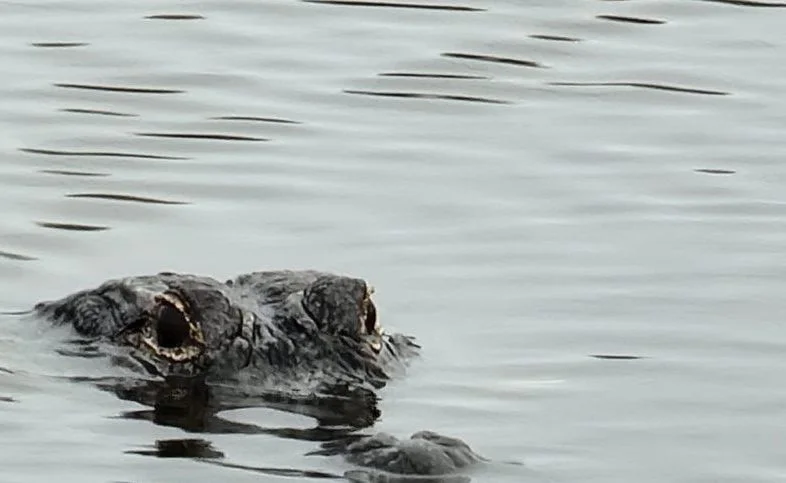 Airboat Eco Tours