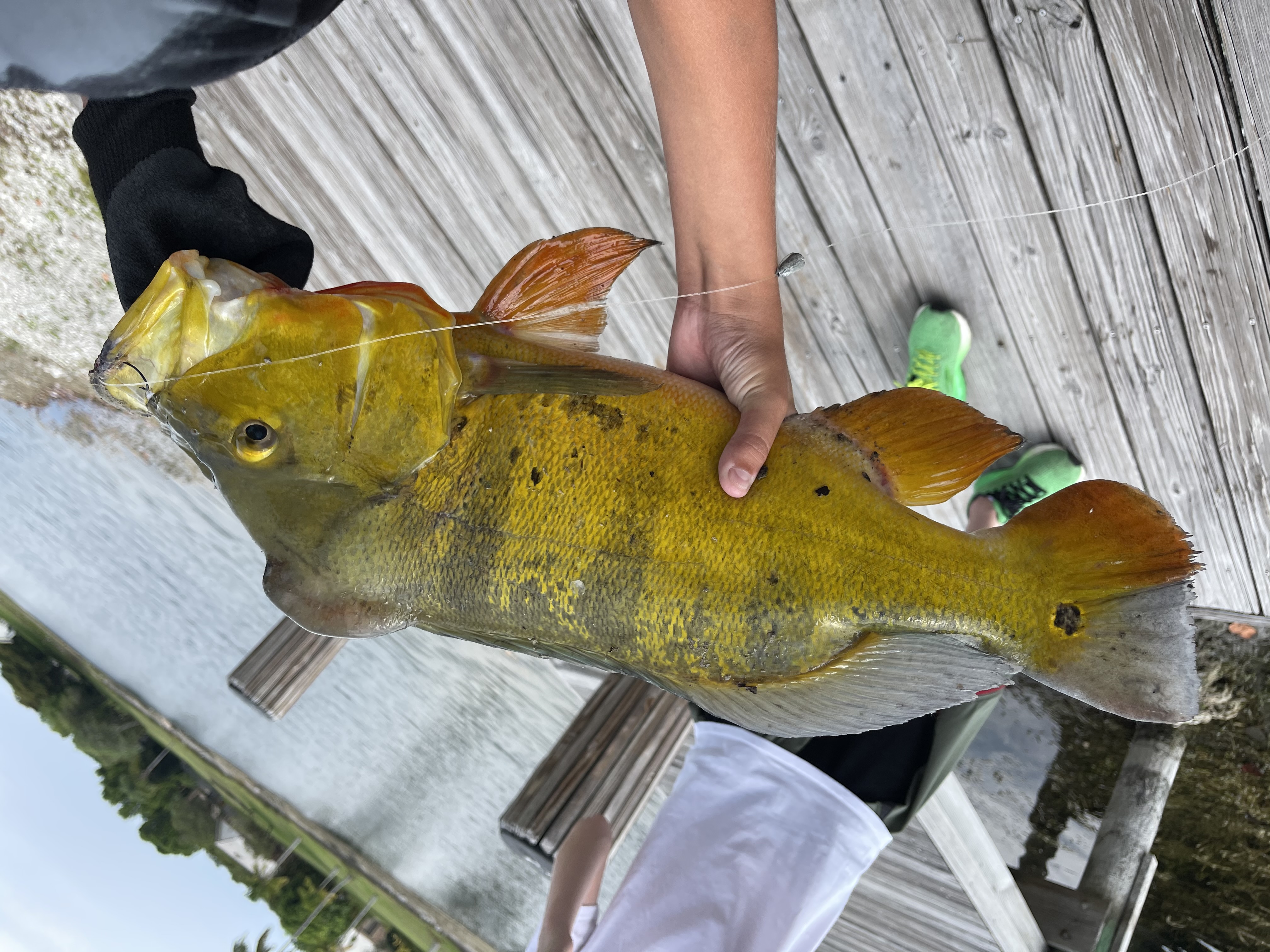 Peacock Bass Blast