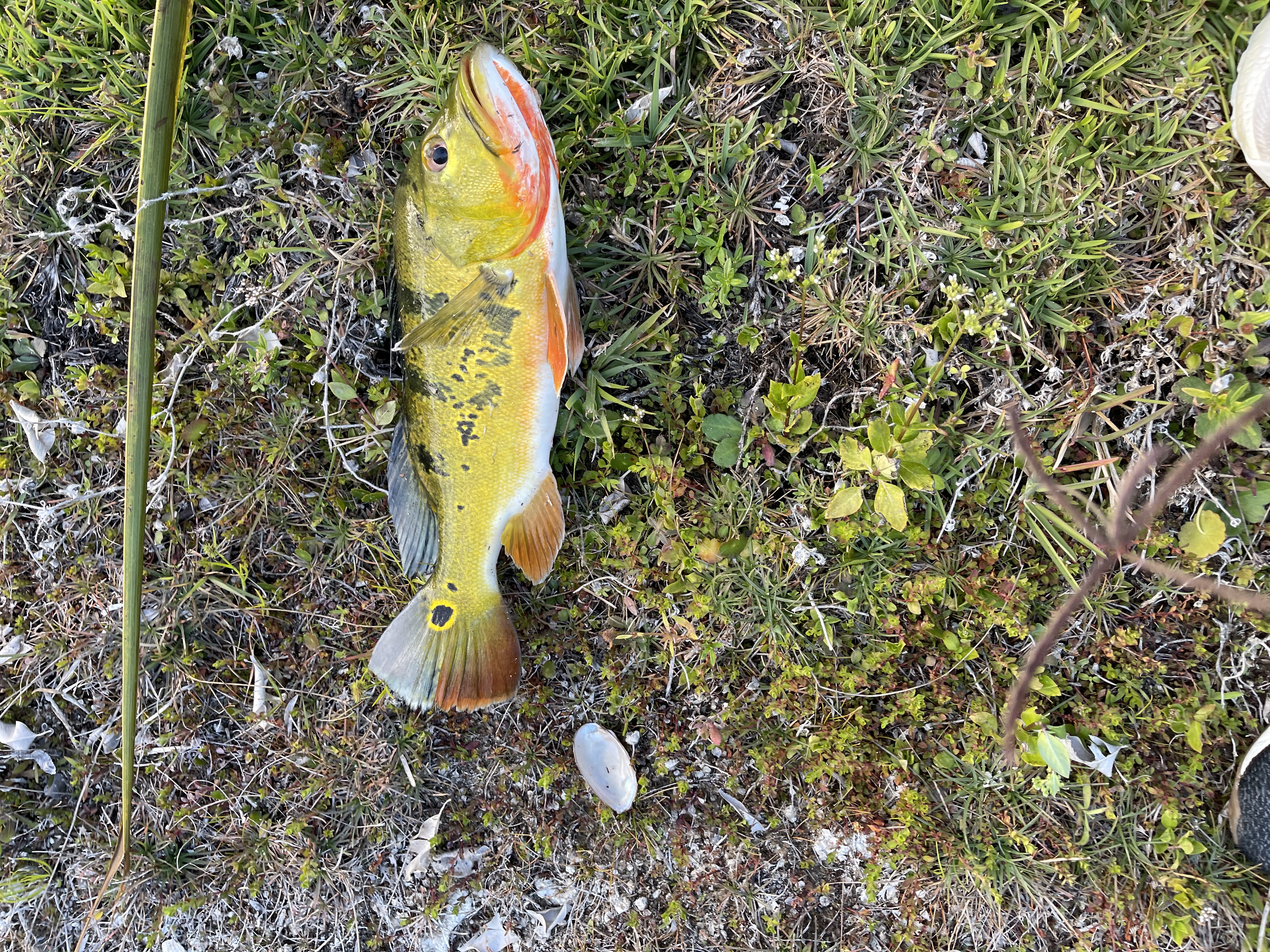 Peacock Bass Blast