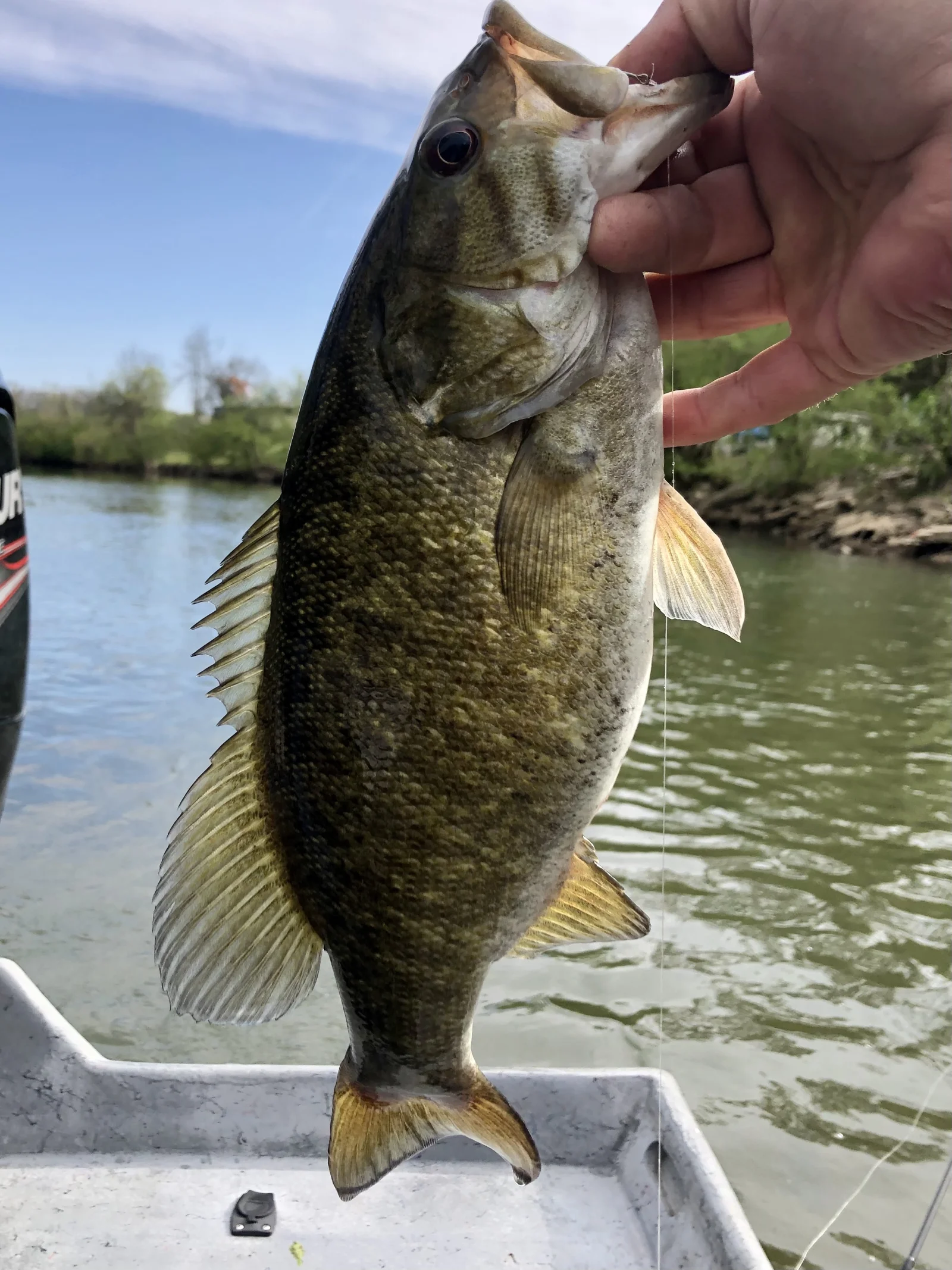 French Broad River Fishing