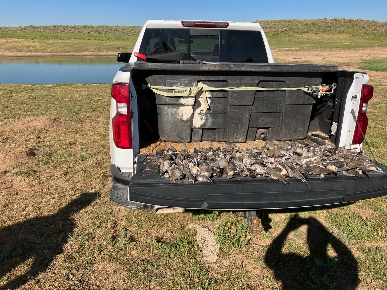 Oklahoma Dove Hunts