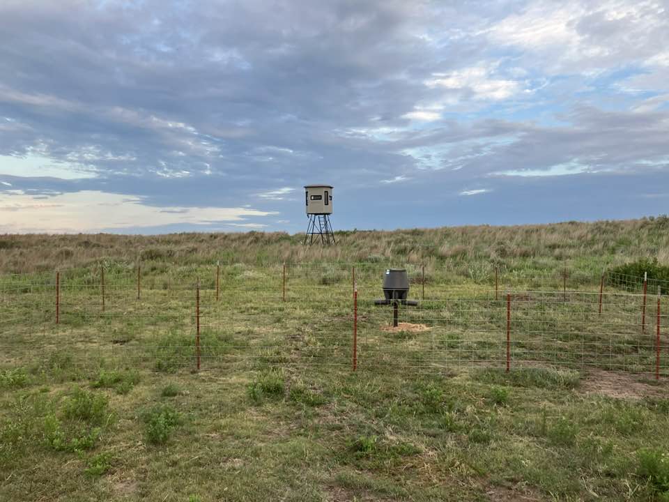 Oklahoma Dove Hunts
