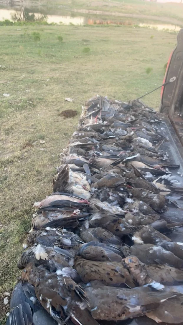 Oklahoma Dove Hunts