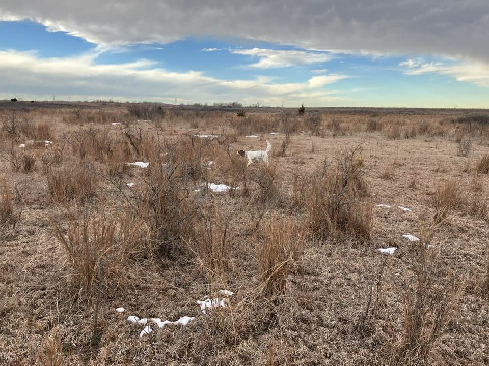 Northwest Oklahoma Quail Hunts
