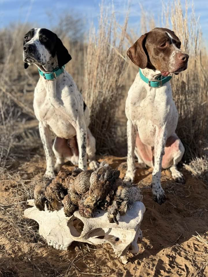 Northwest Oklahoma Quail Hunts