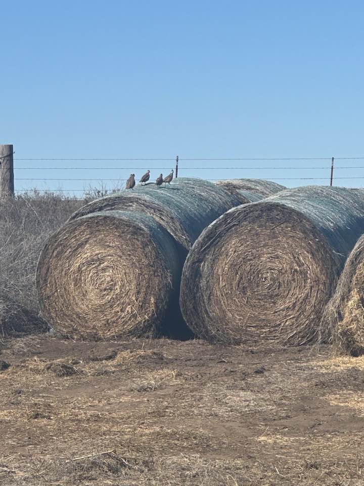 Northwest Oklahoma Quail Hunts
