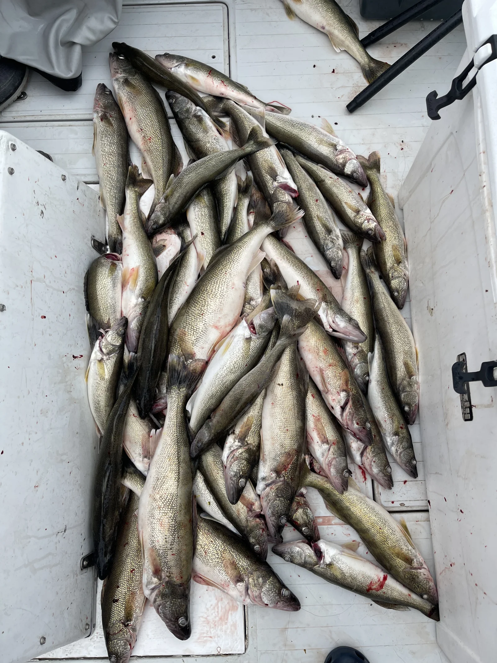Lake Erie Trophy Walleye Trip
