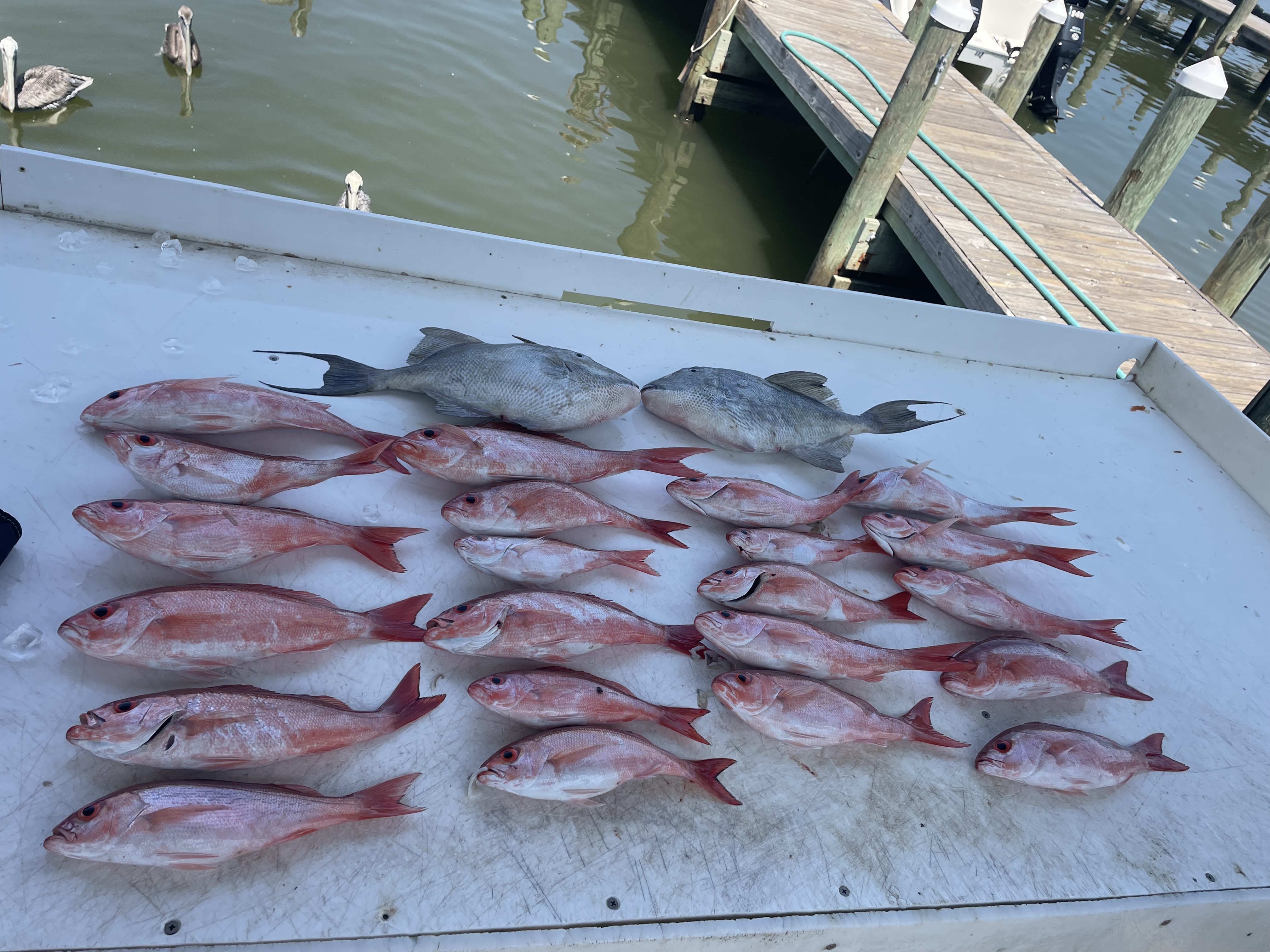 Fishing in Destin
